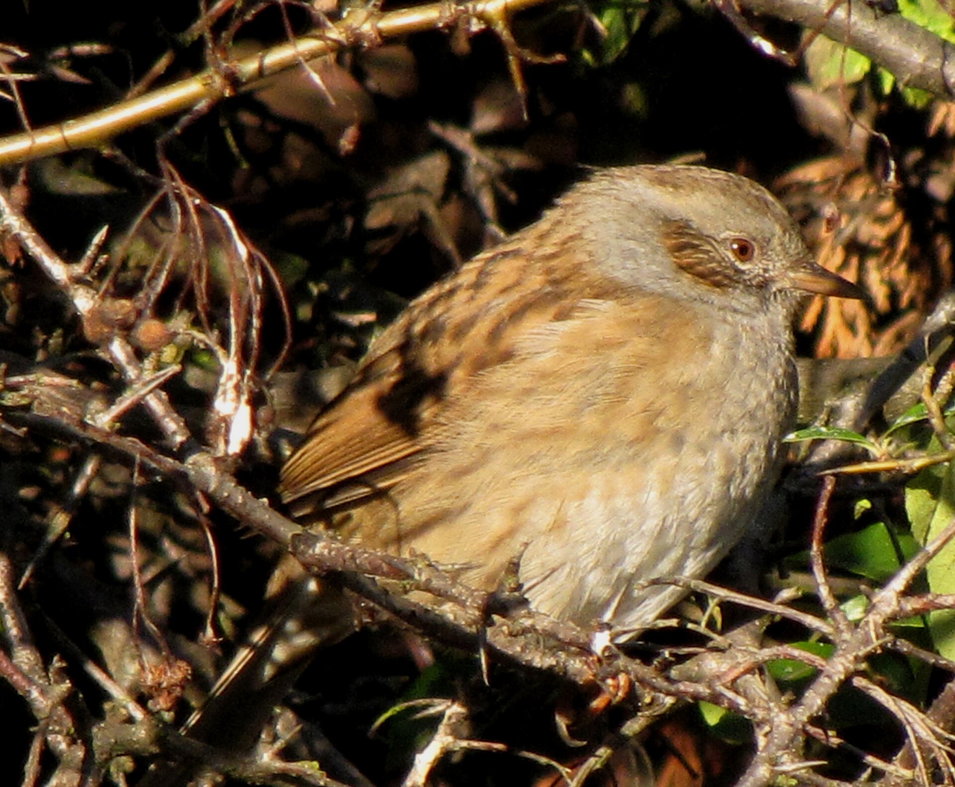Heggenmus (Prunella modularis).