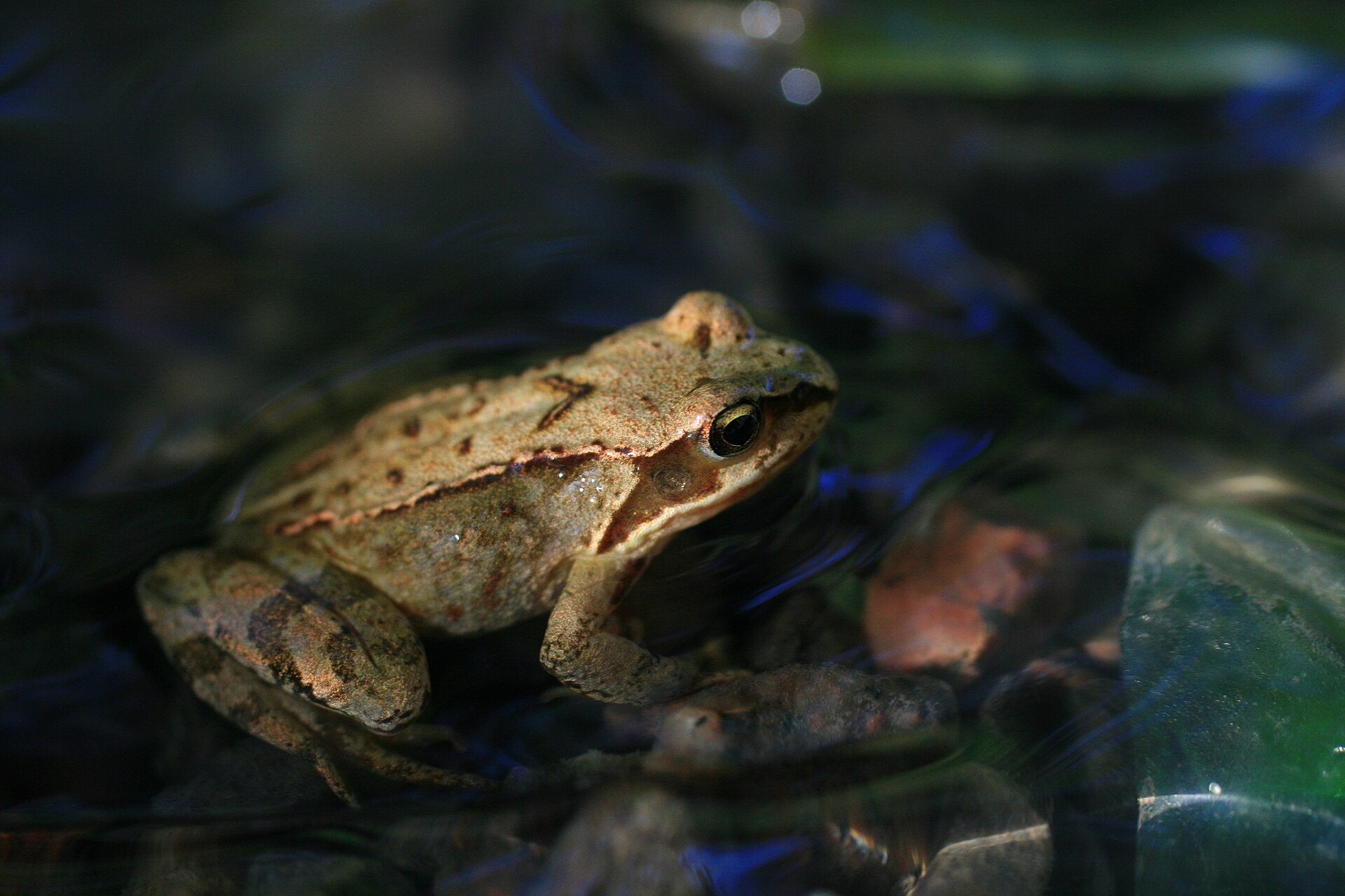 Heikikker in de omgeving van de foto (Rana arvalis).