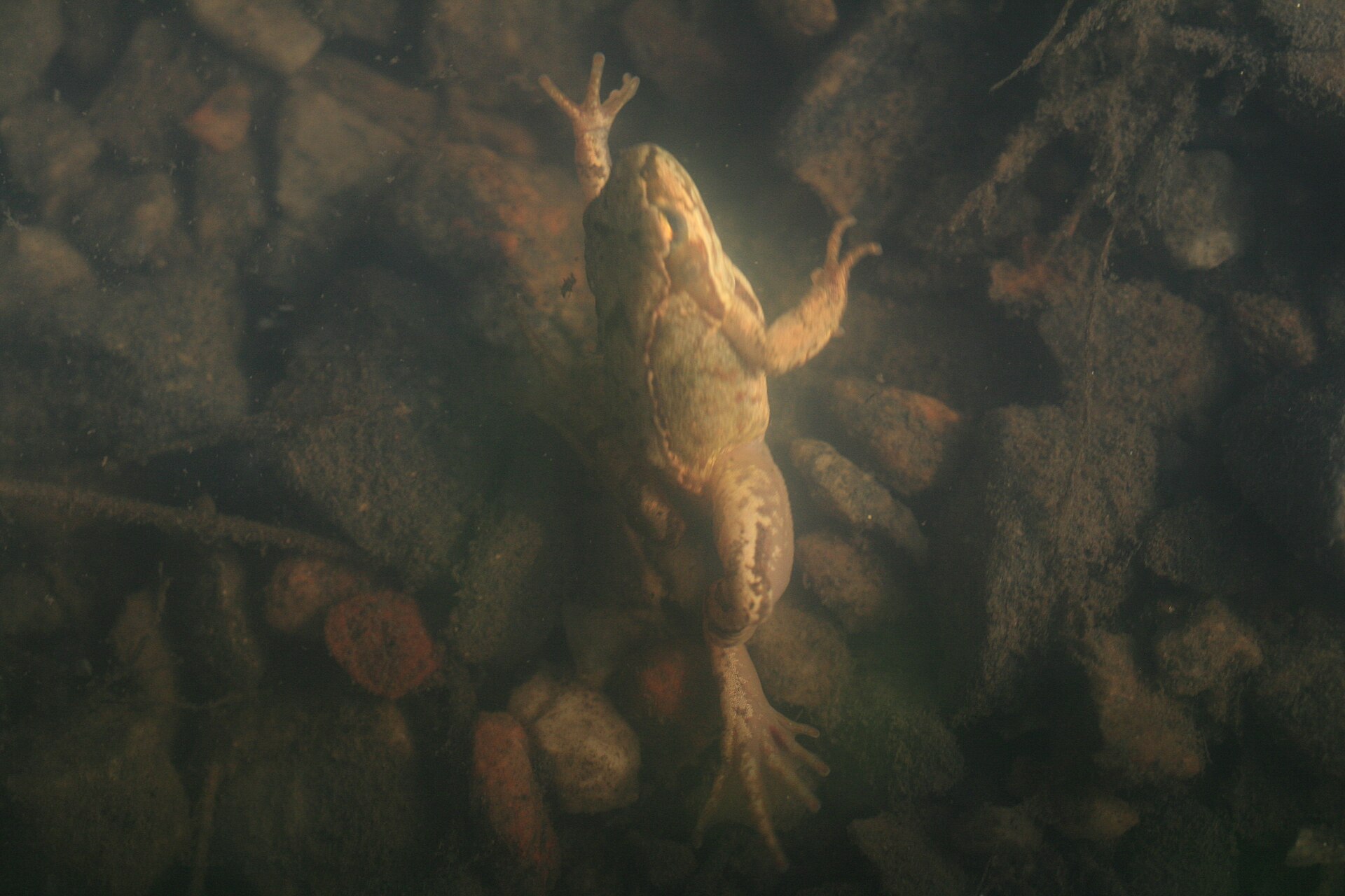 Heikikker (Rana arvalis).