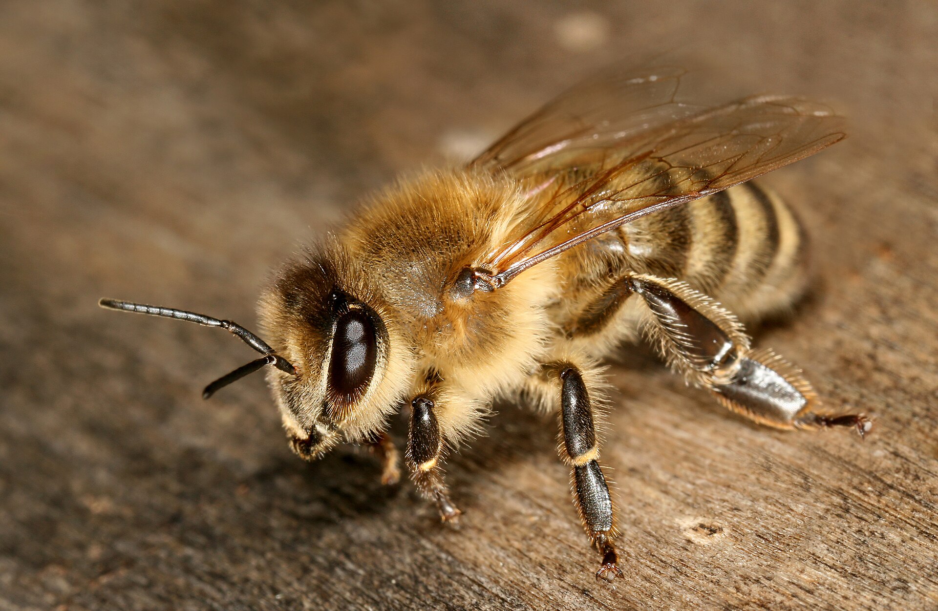 Honingbij in de omgeving van de foto (Apis mellifera).