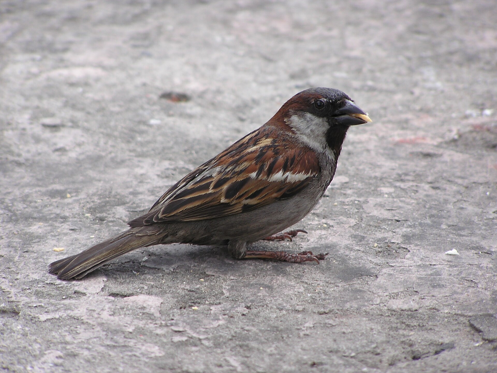 Huismus (Passer domesticus).