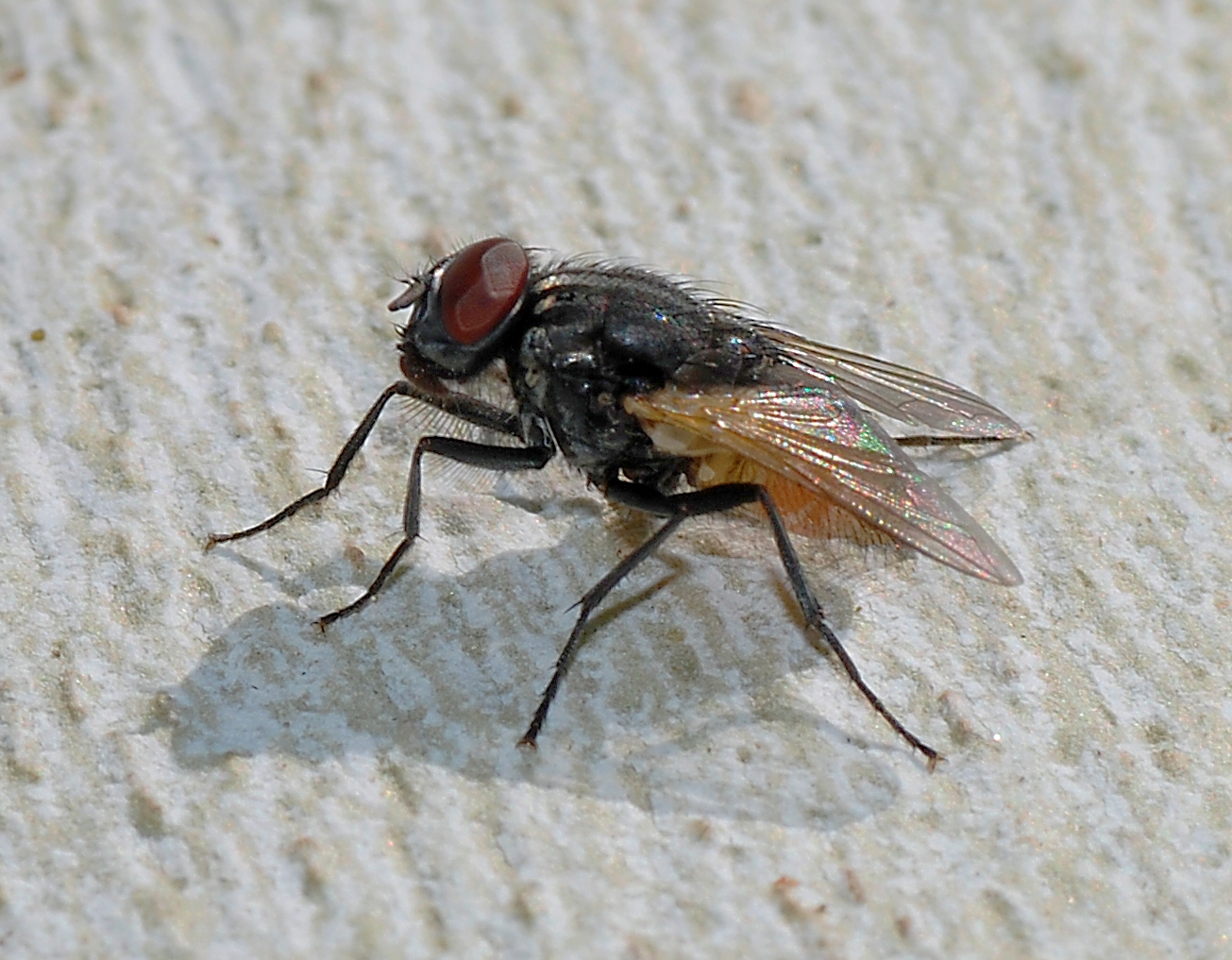 Huisvlieg (Musca domestica).