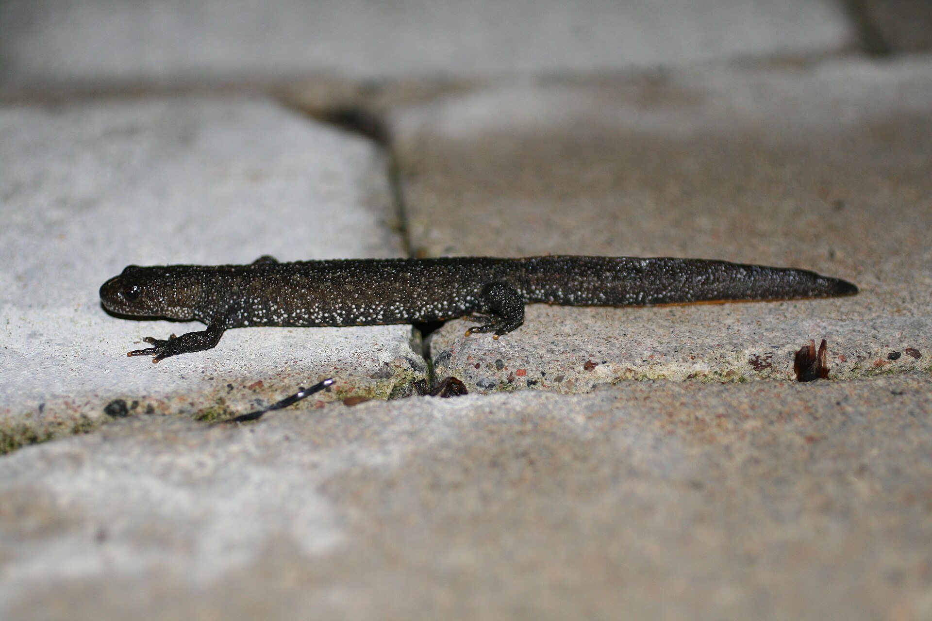 Kamsalamander (Triturus cristatus).