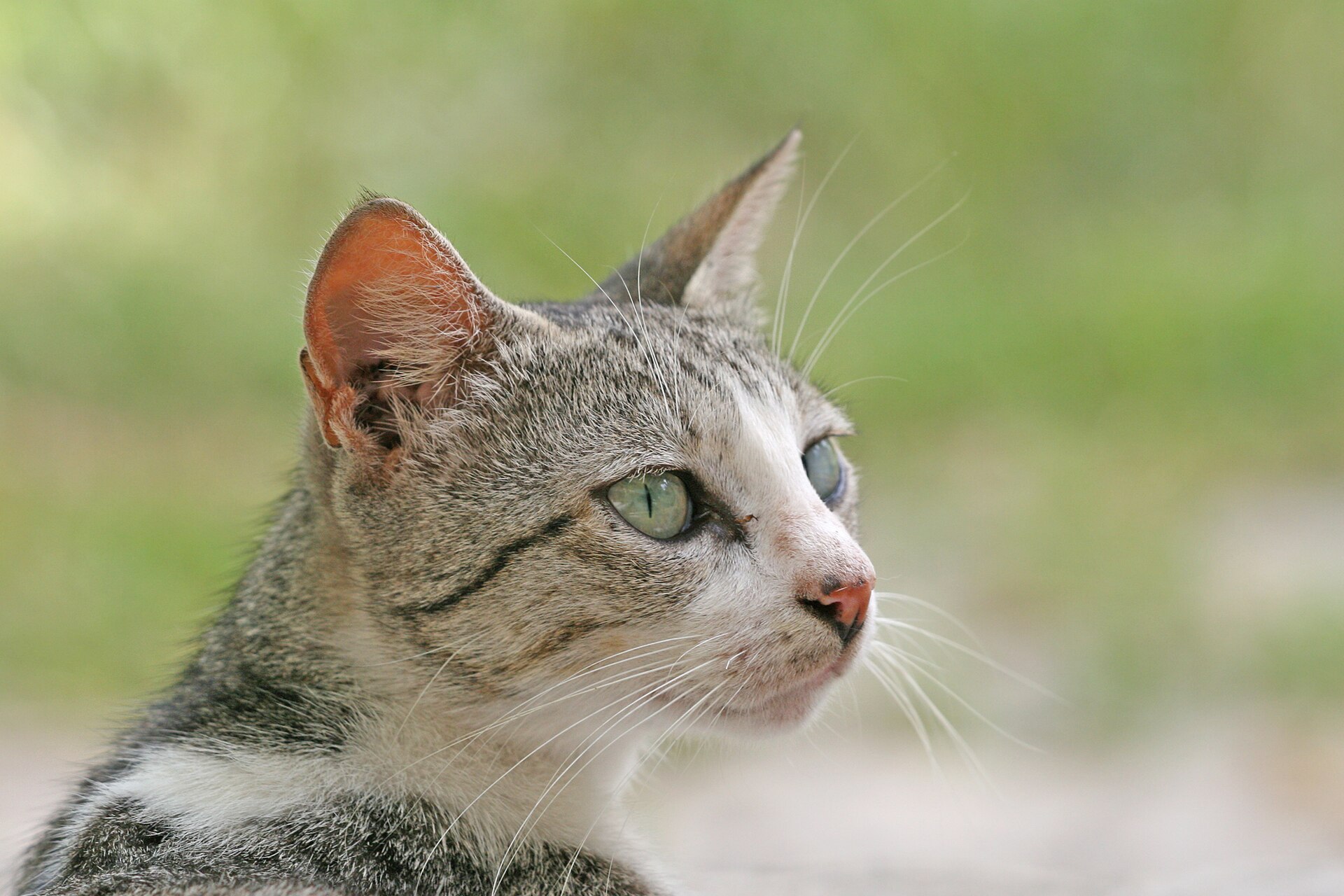 Kat in de omgeving van de foto (Felis catus).