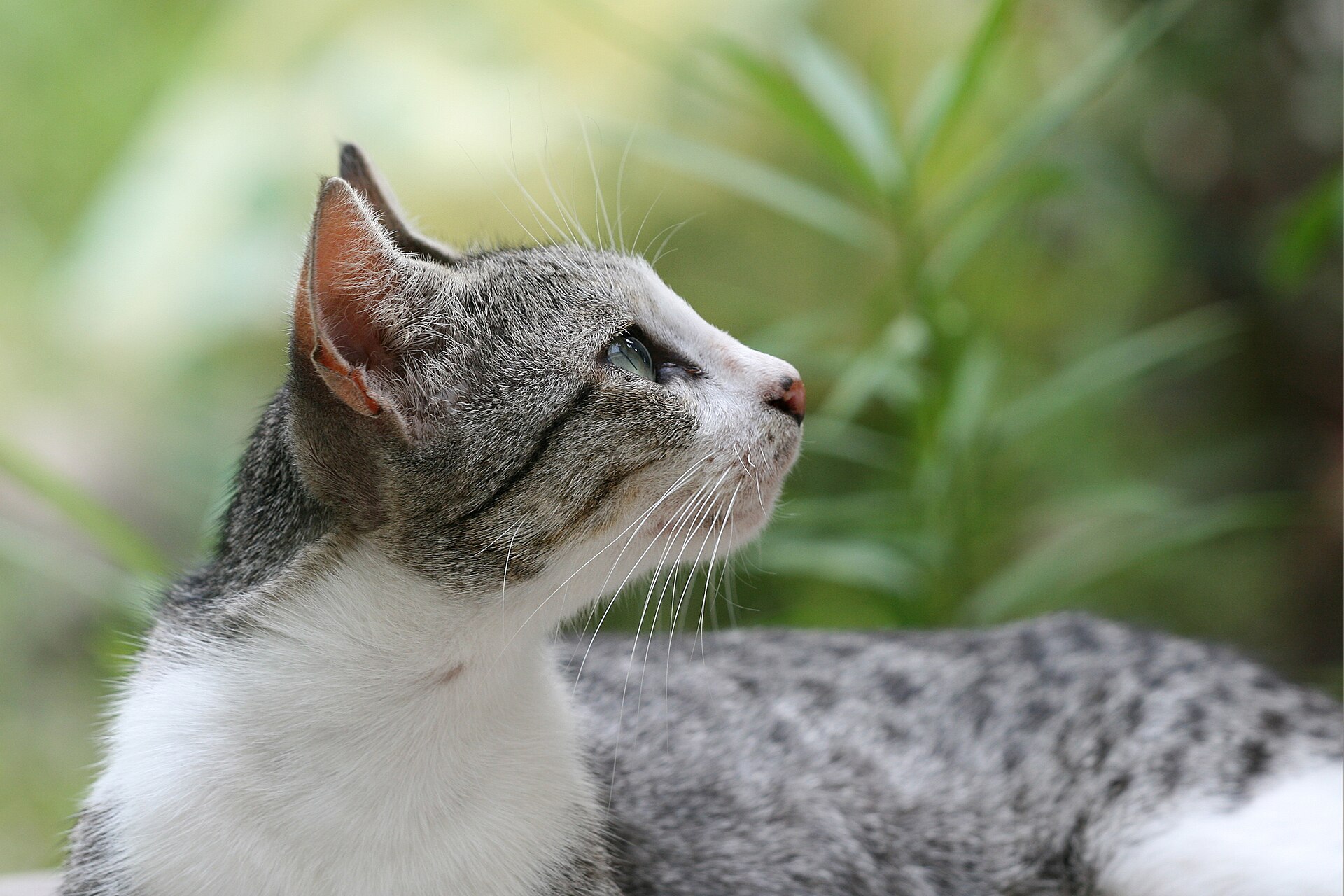 Kat (Felis catus).