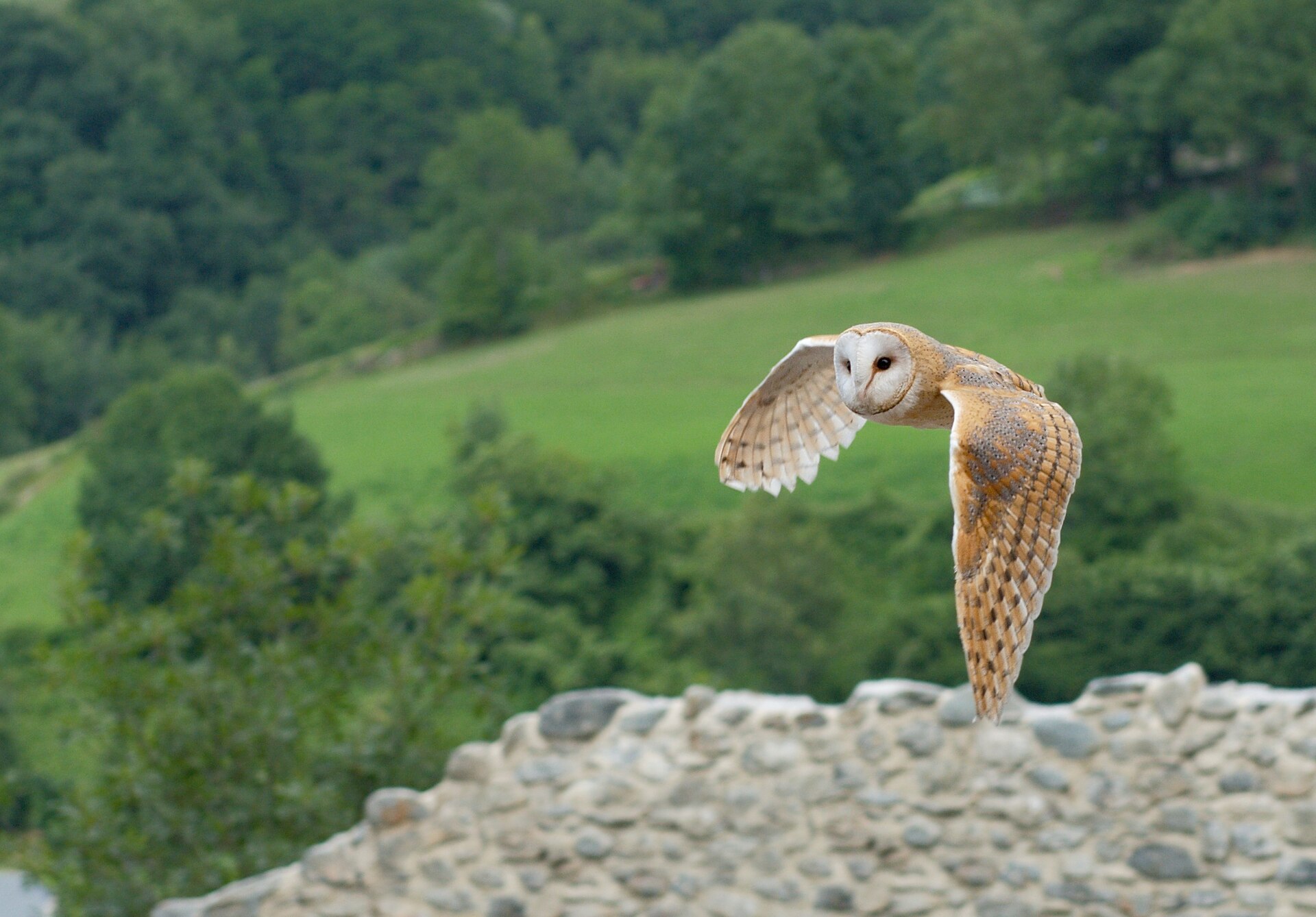 Kerkuil (Tyto alba).