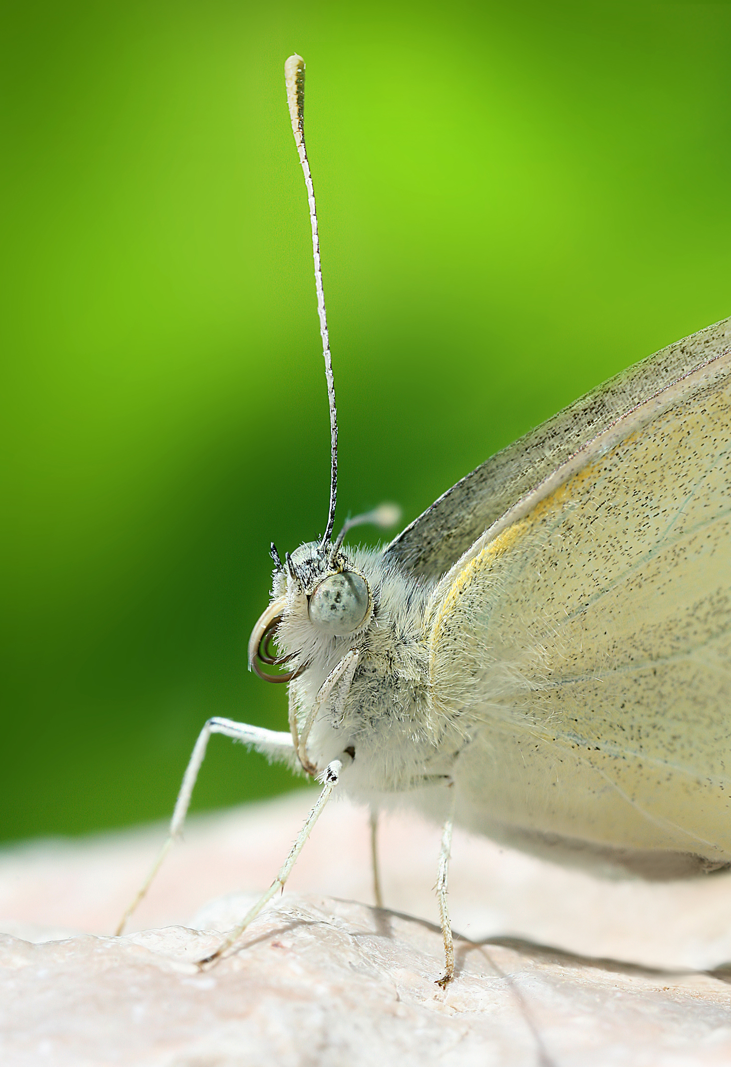 Klein koolwitje (Pieris rapae).