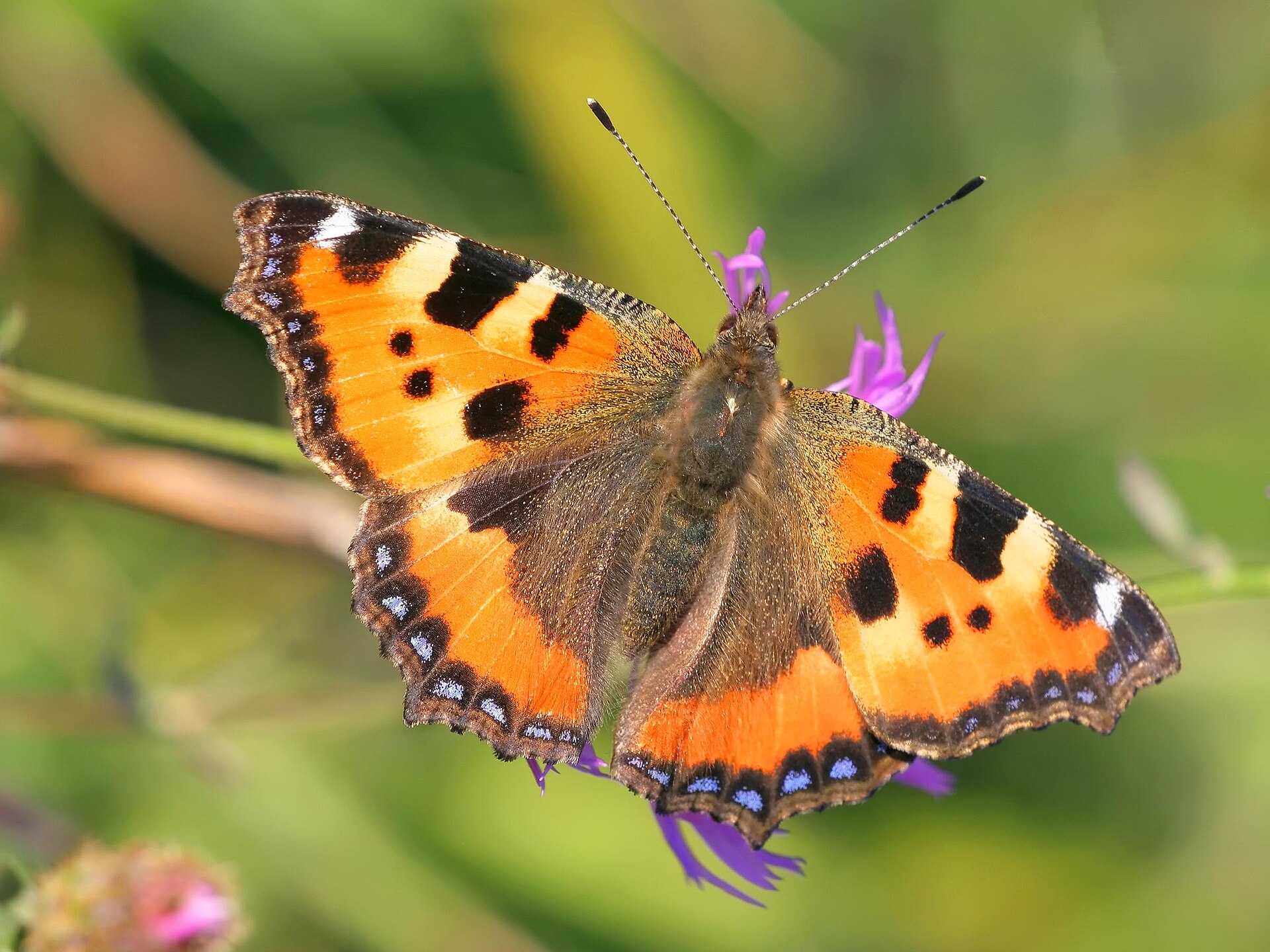 Kleine vos (Aglais urticae).