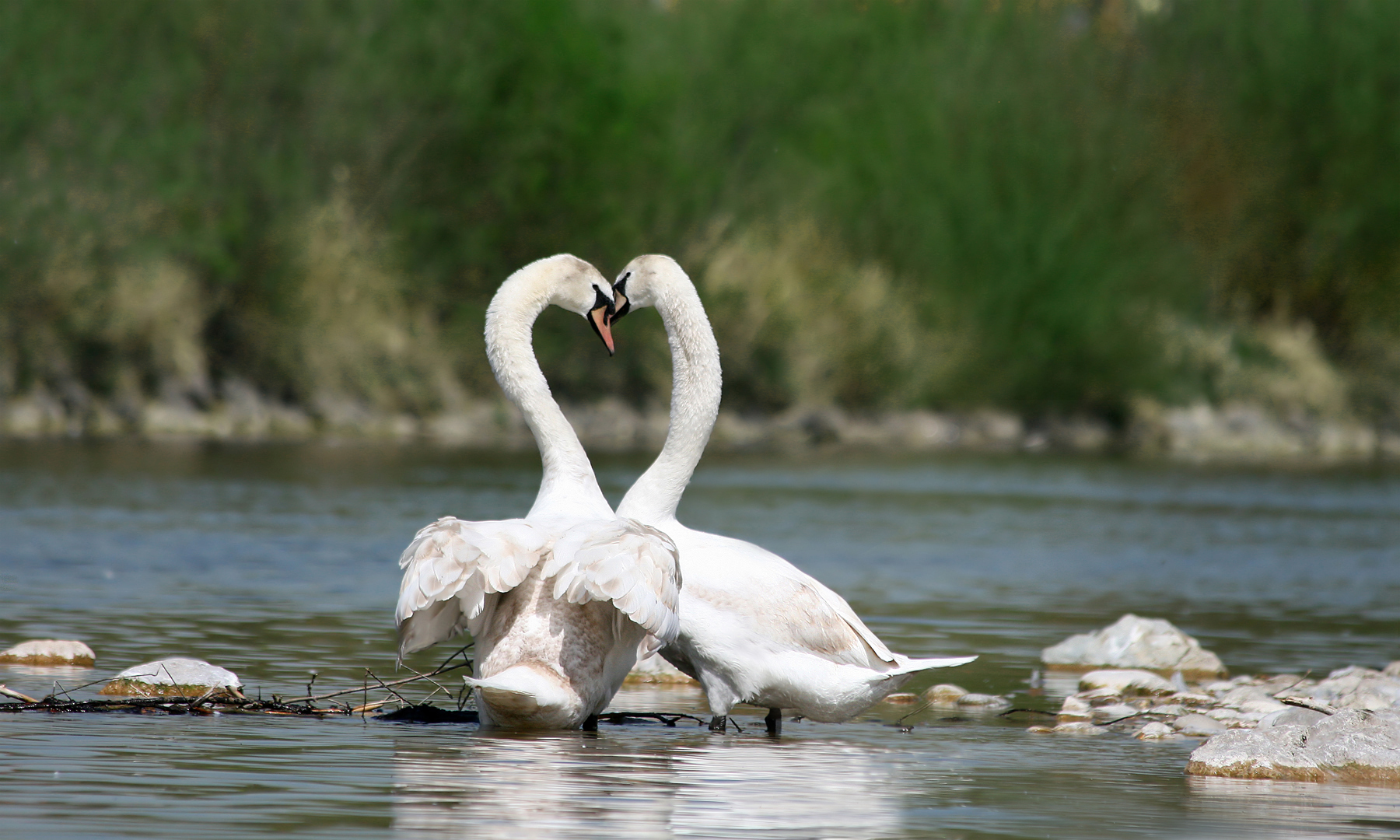 Knobbelzwaan (Cygnus olor).