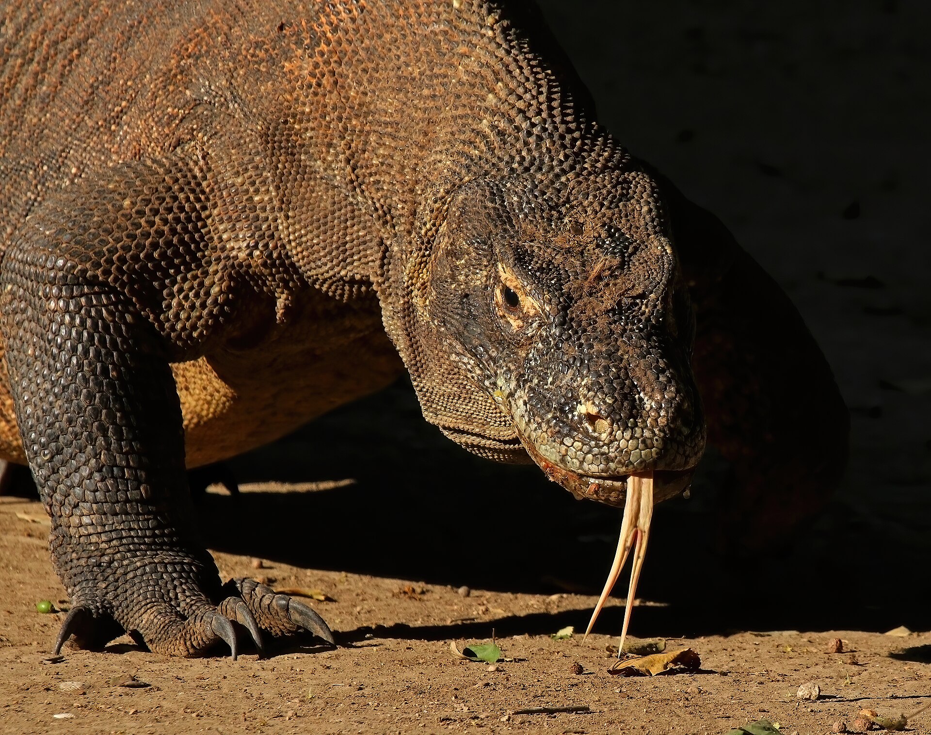 Komodovaraan in de omgeving van de foto (Varanus komodoensis).