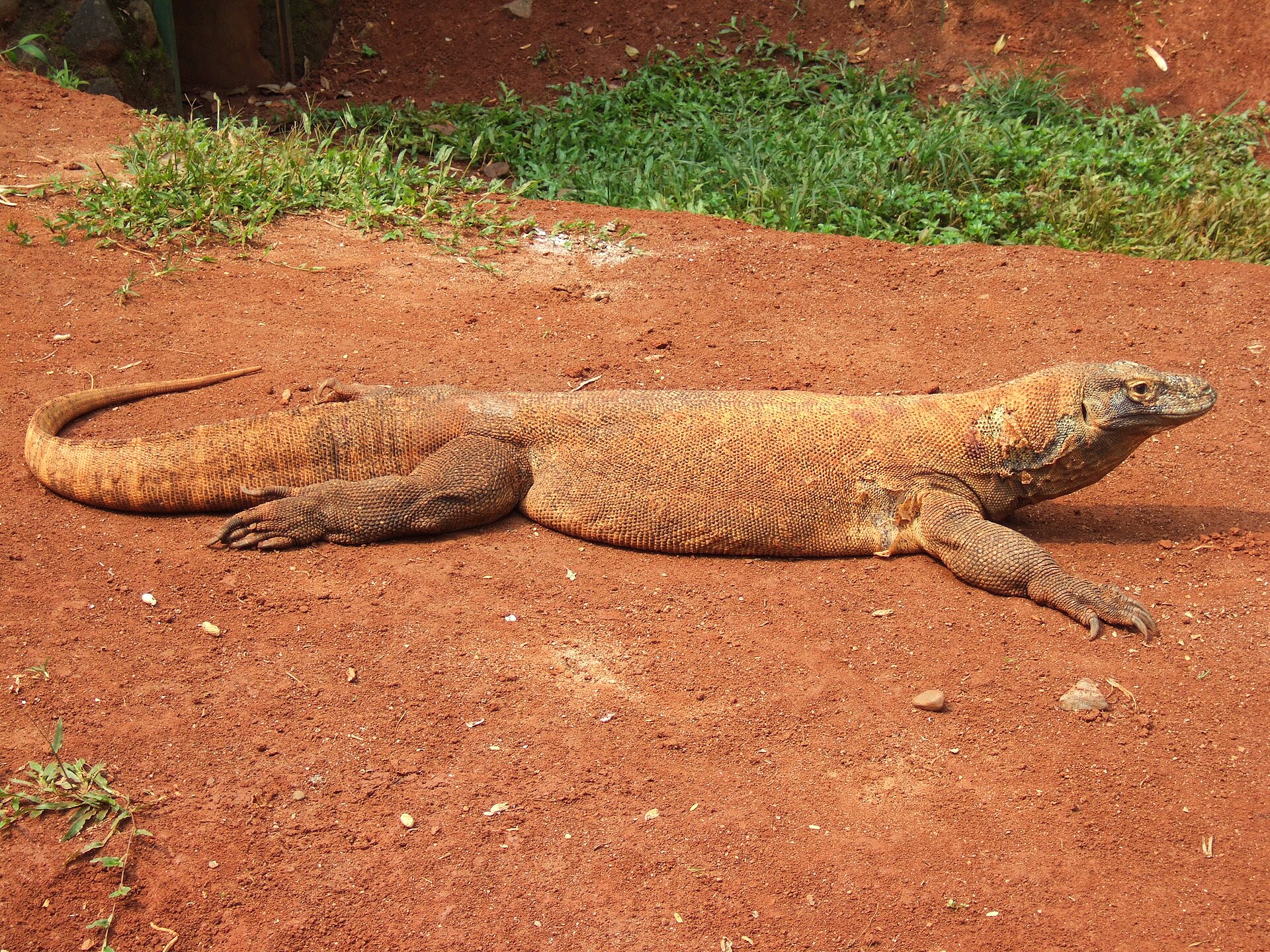 Komodovaraan (Varanus komodoensis).