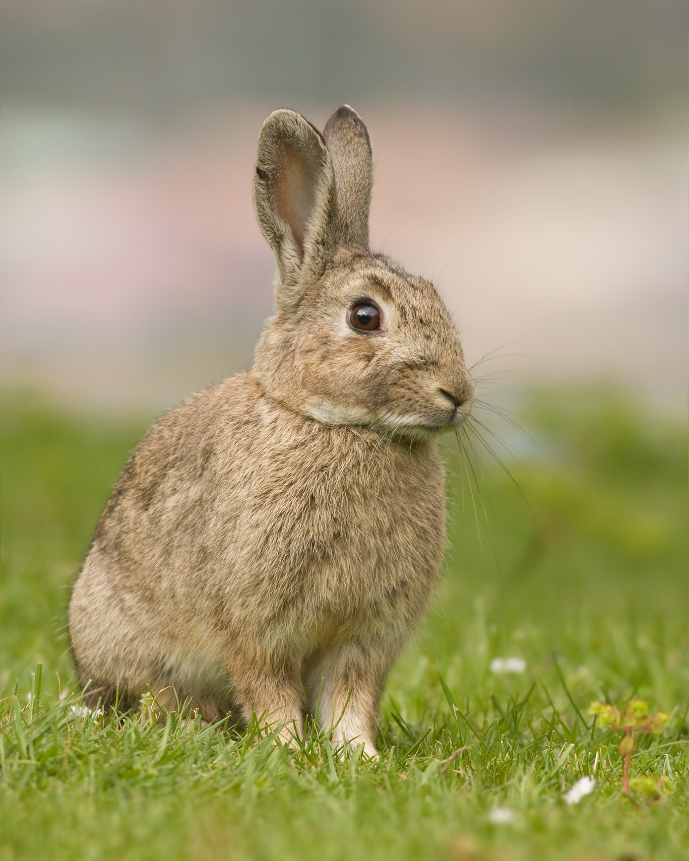 Konijn in de omgeving van de foto (Oryctolagus cuniculus).