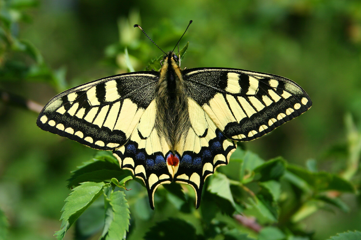 Koninginnenpage (Papilio machaon).