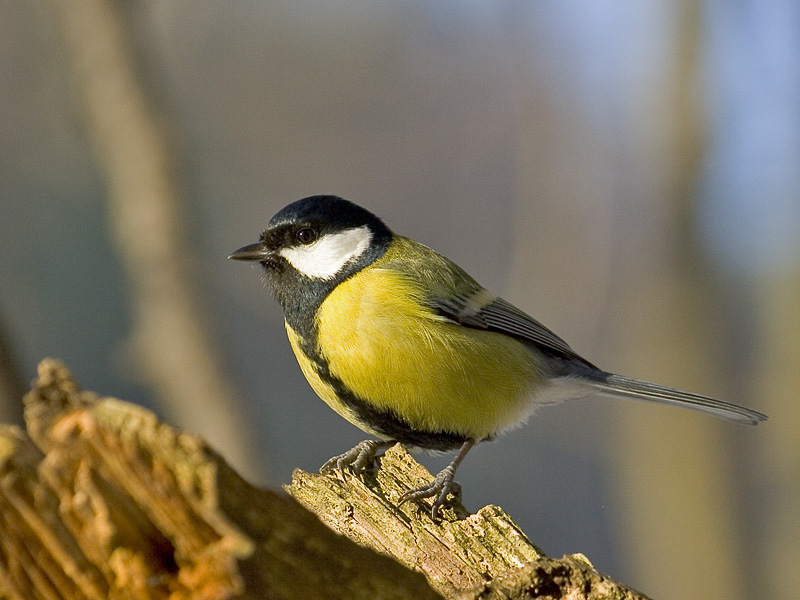 Koolmees in de omgeving van de foto (Parus major).