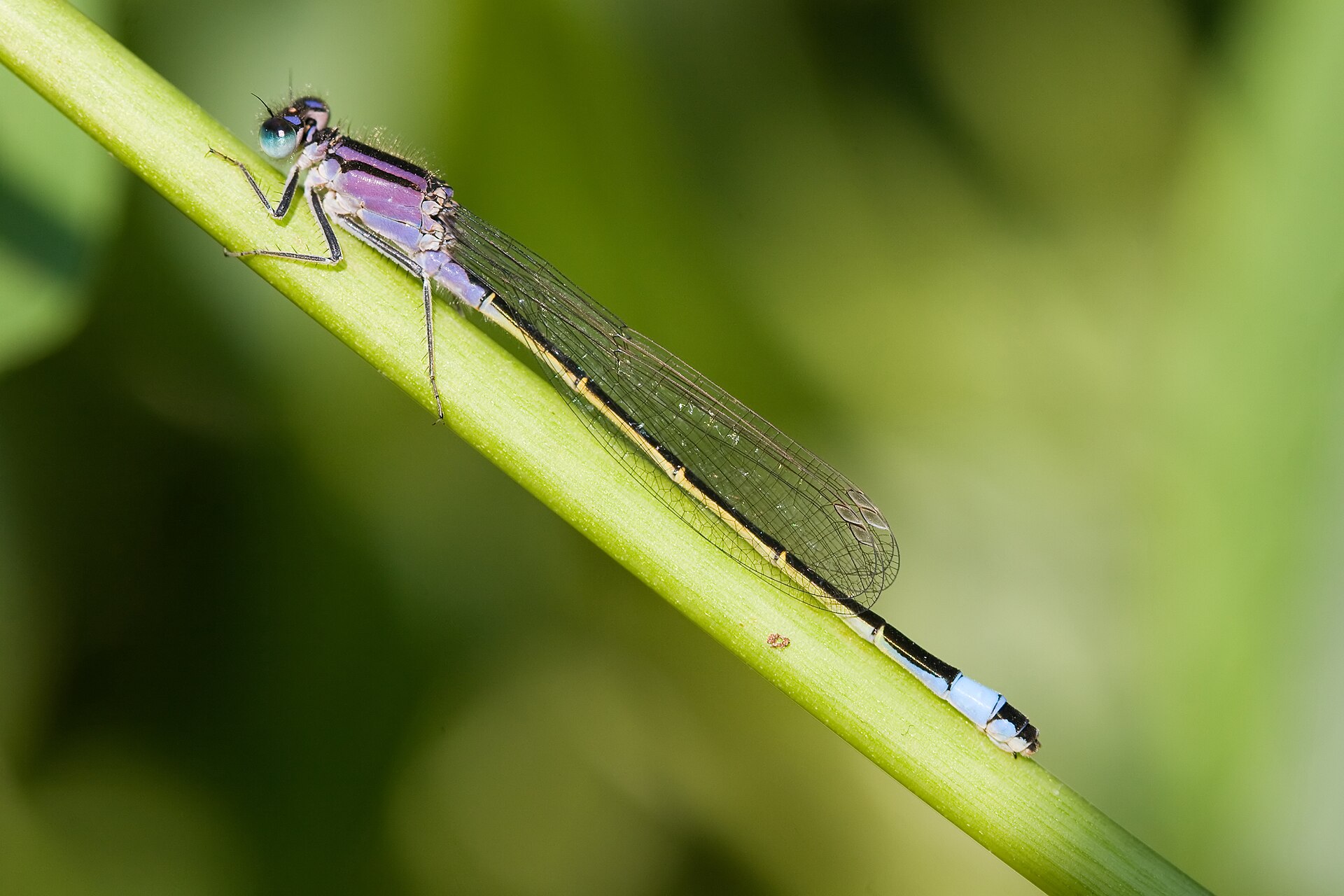 Lantaarntje (Ischnura elegans).