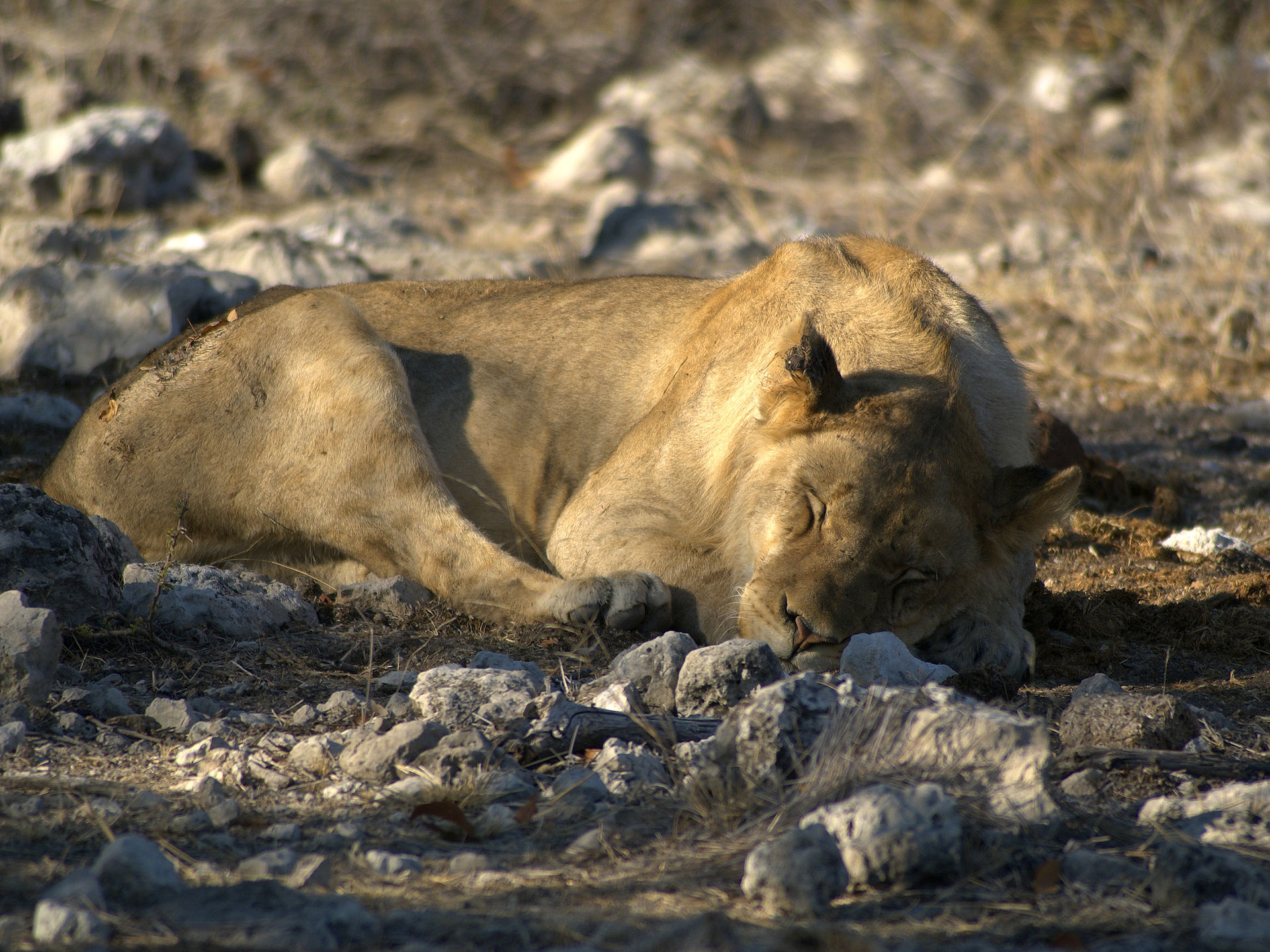 Leeuw in de omgeving van de foto (Panthera leo).