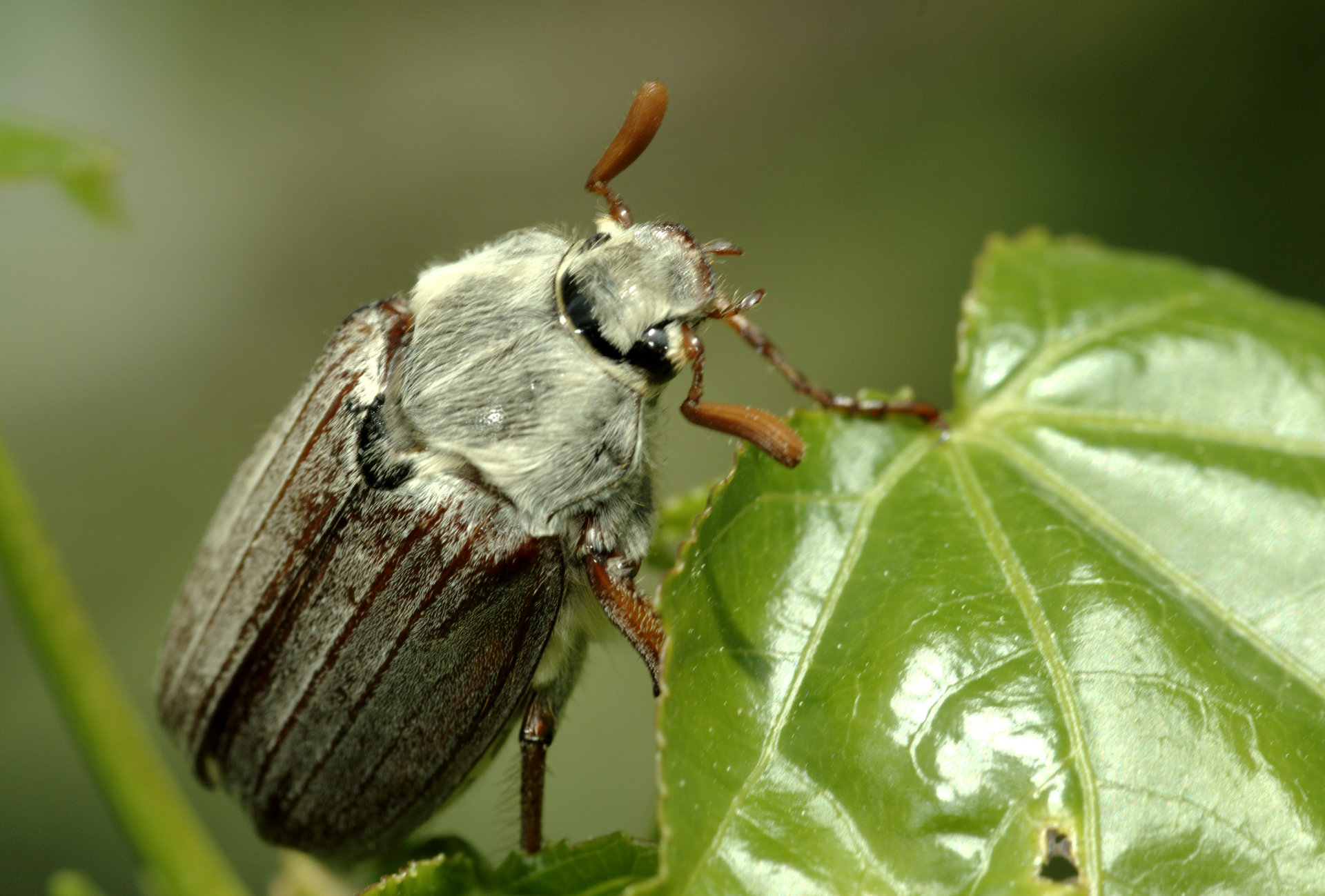 Meikever (Melolontha melolontha).
