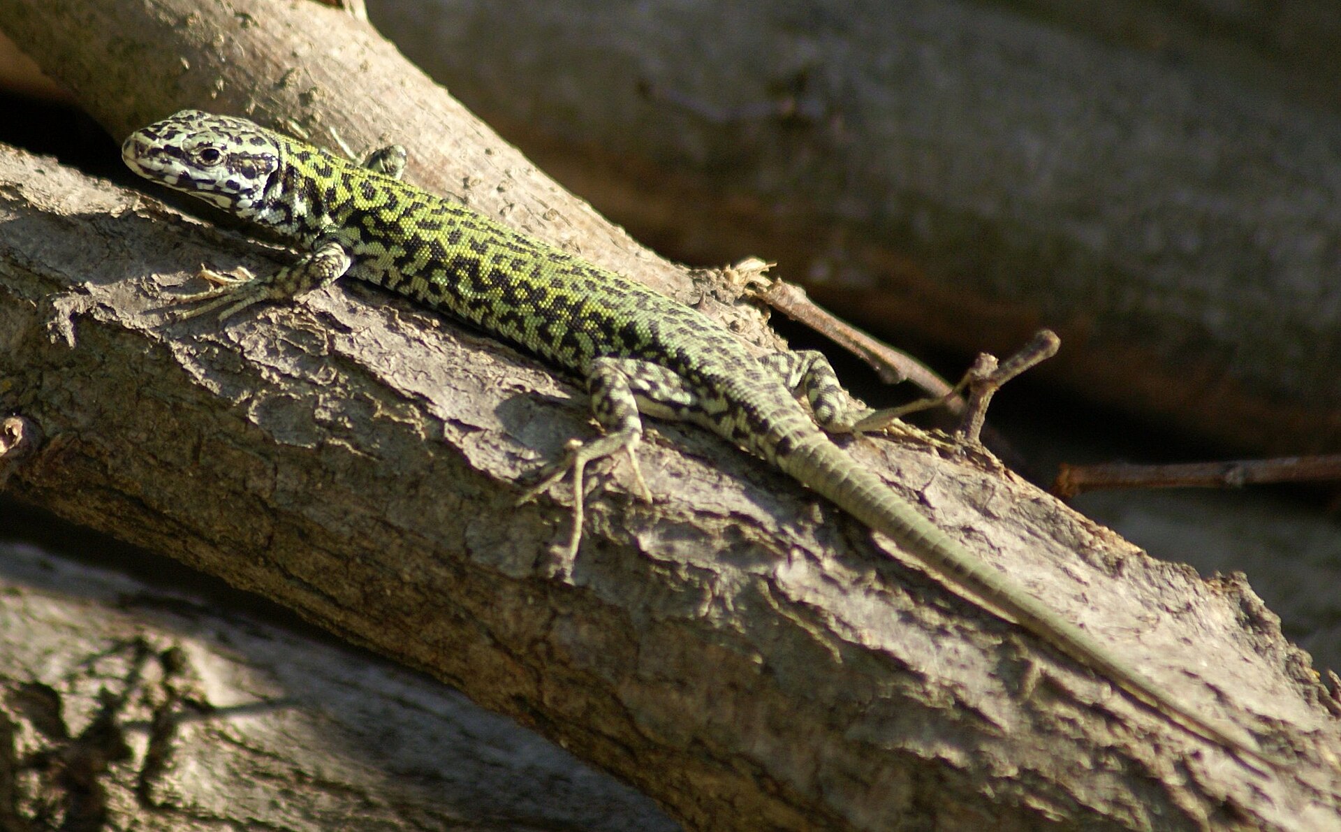 Muurhagedis (Podarcis muralis).