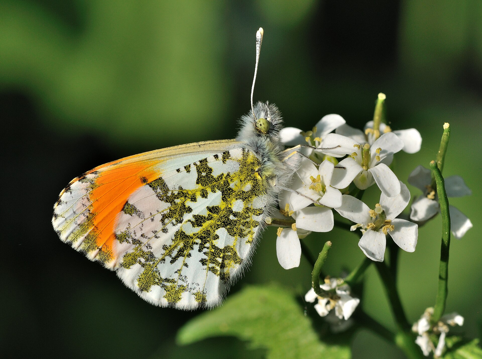 Oranjetipje (Anthocharis cardamines).