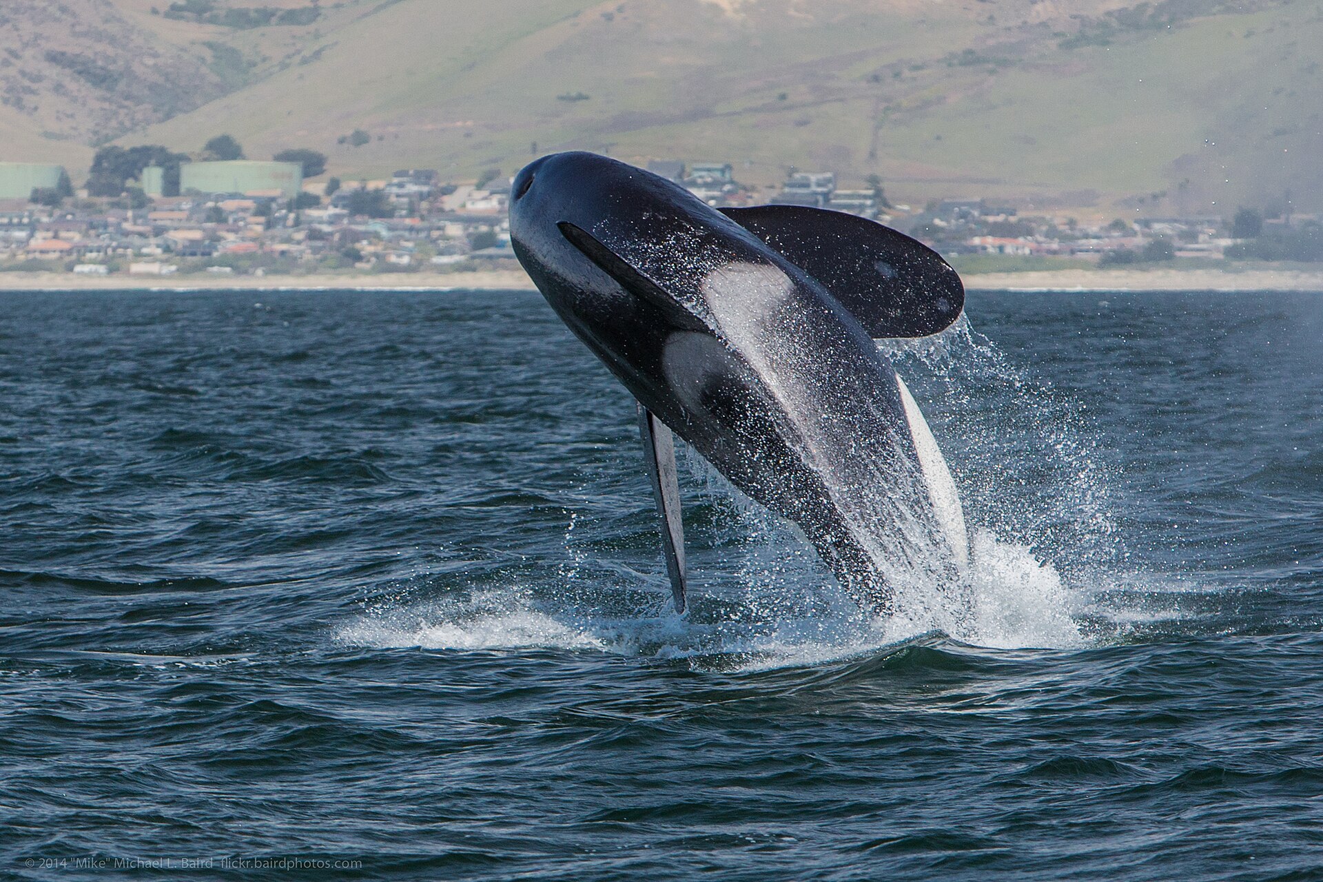 Orka (Orcinus orca).