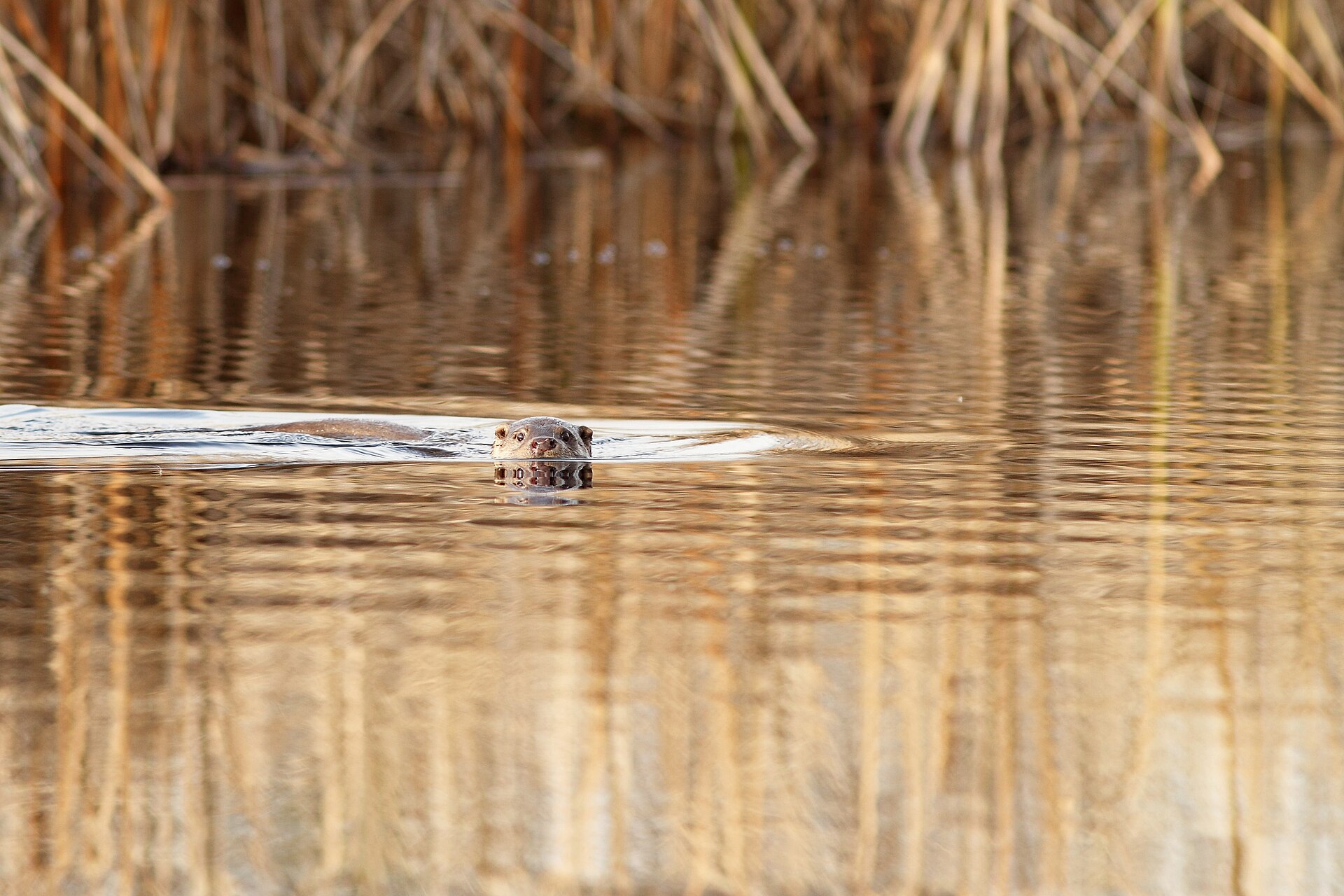 Otter (Lutra lutra).
