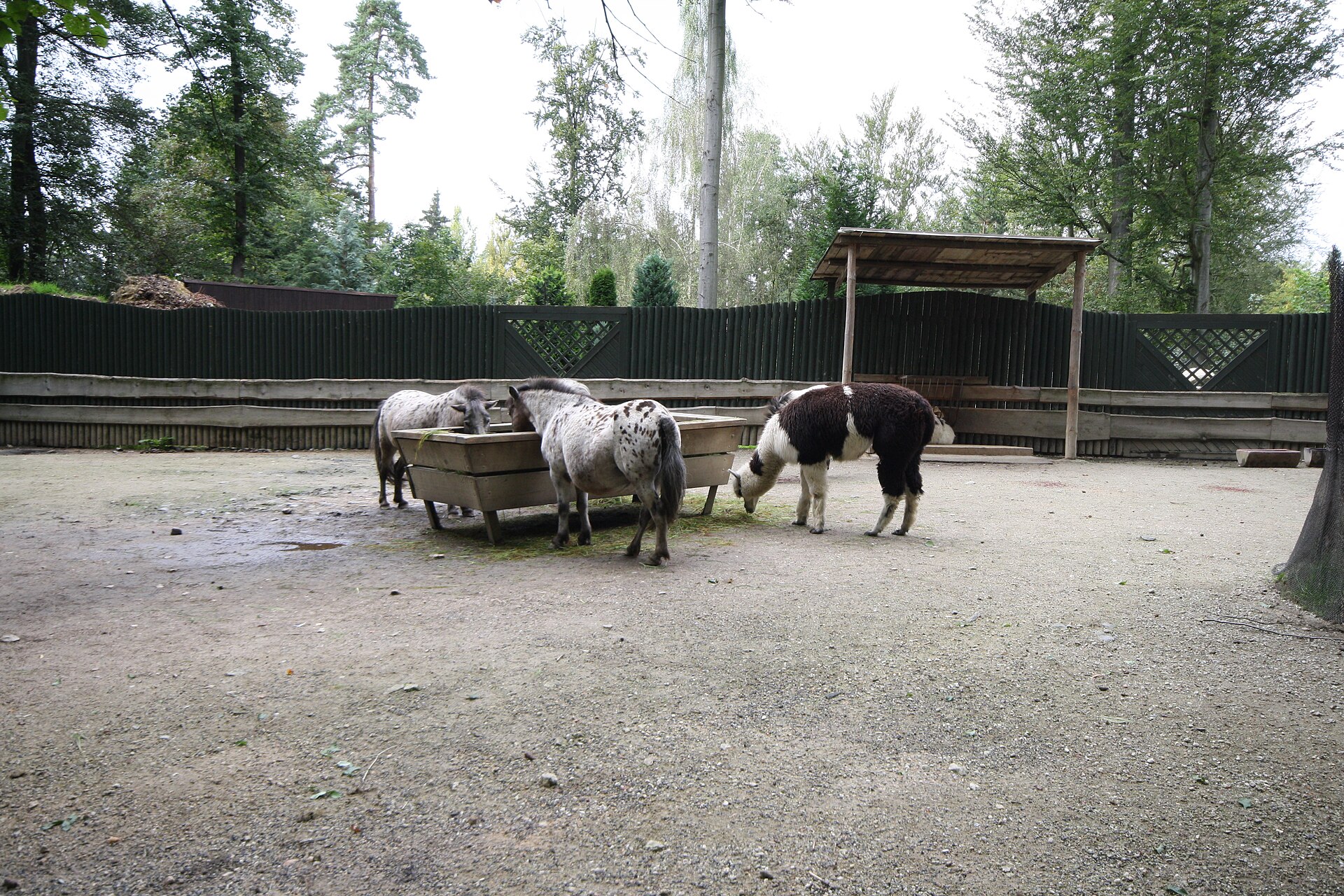 Paard in de omgeving van de foto (Equus caballus).