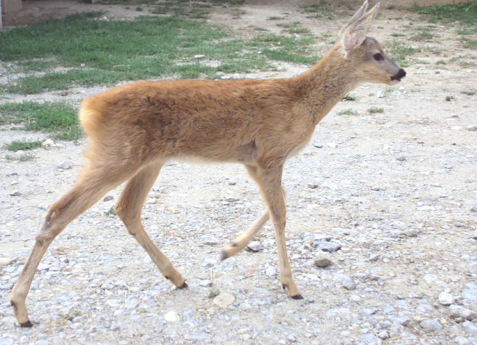 Ree in de omgeving van de foto (Capreolus capreolus).