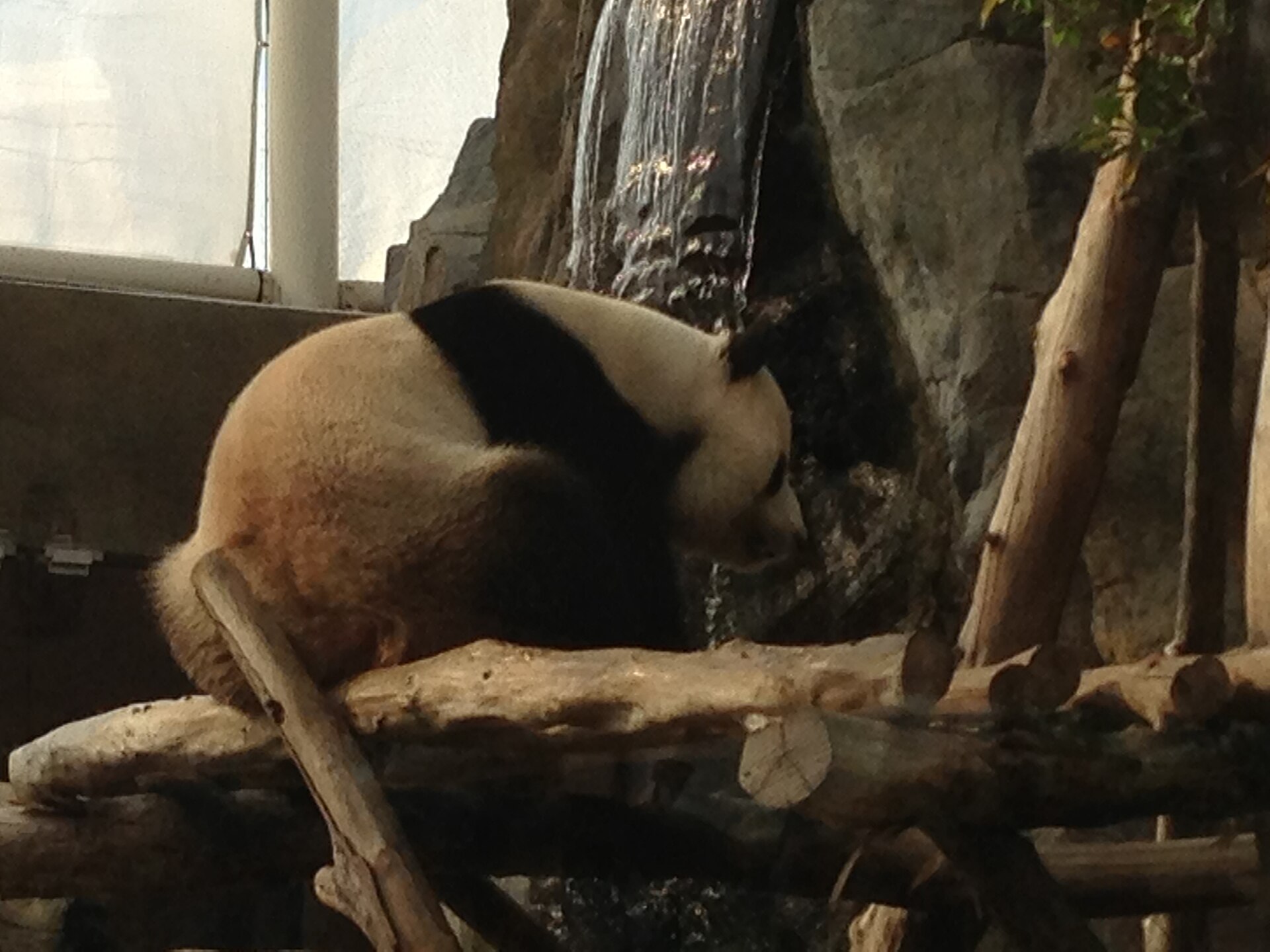 Reuzenpanda in de omgeving van de foto (Ailuropoda melanoleuca).