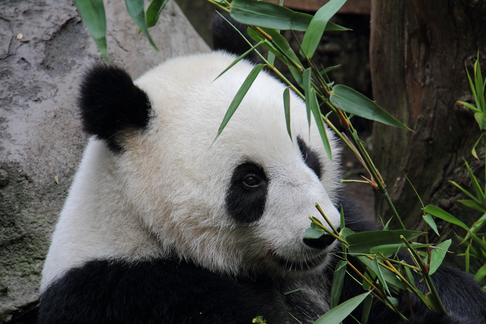 Reuzenpanda (Ailuropoda melanoleuca).