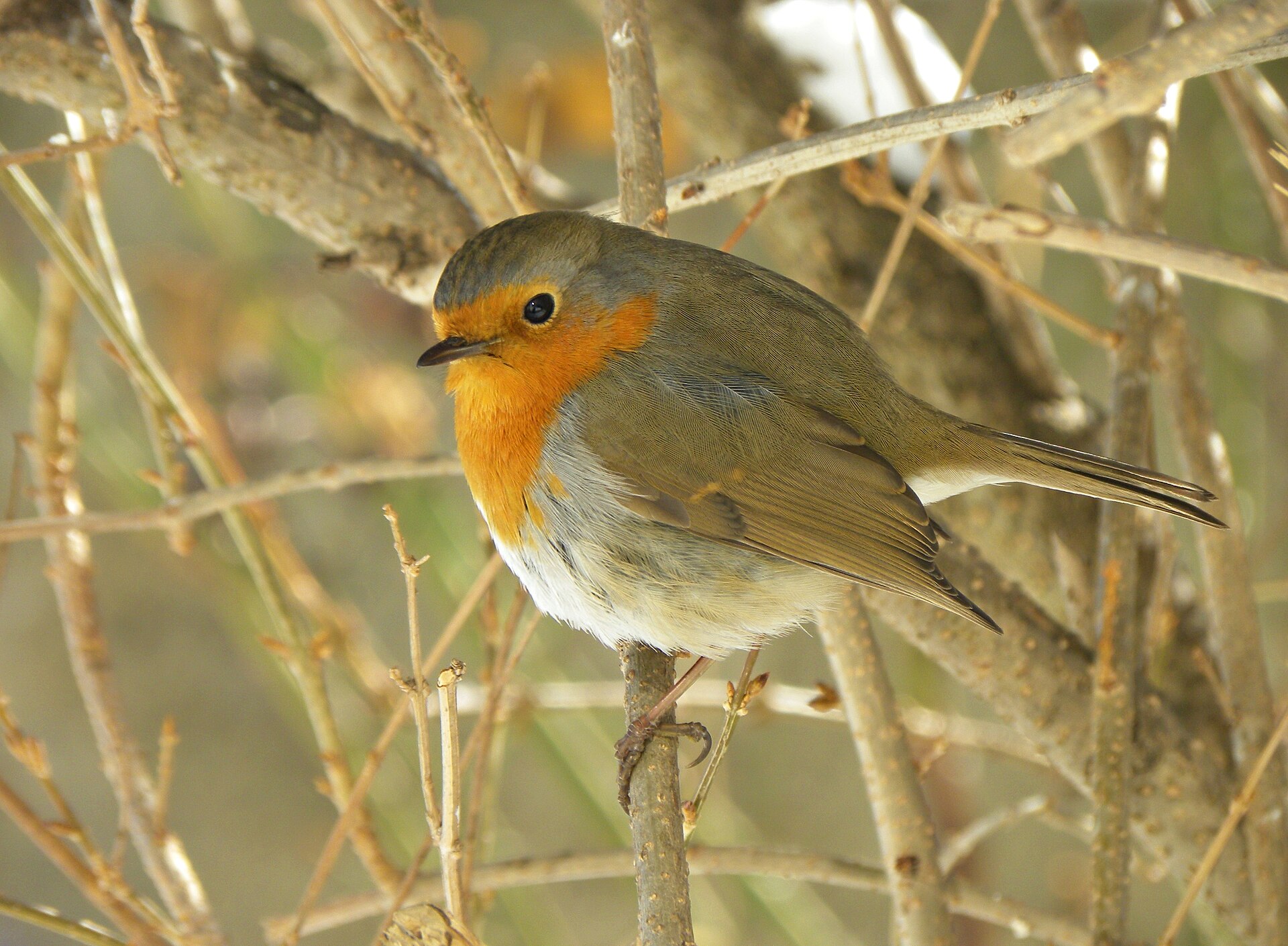 Roodborst in de omgeving van de foto (Erithacus rubecula).