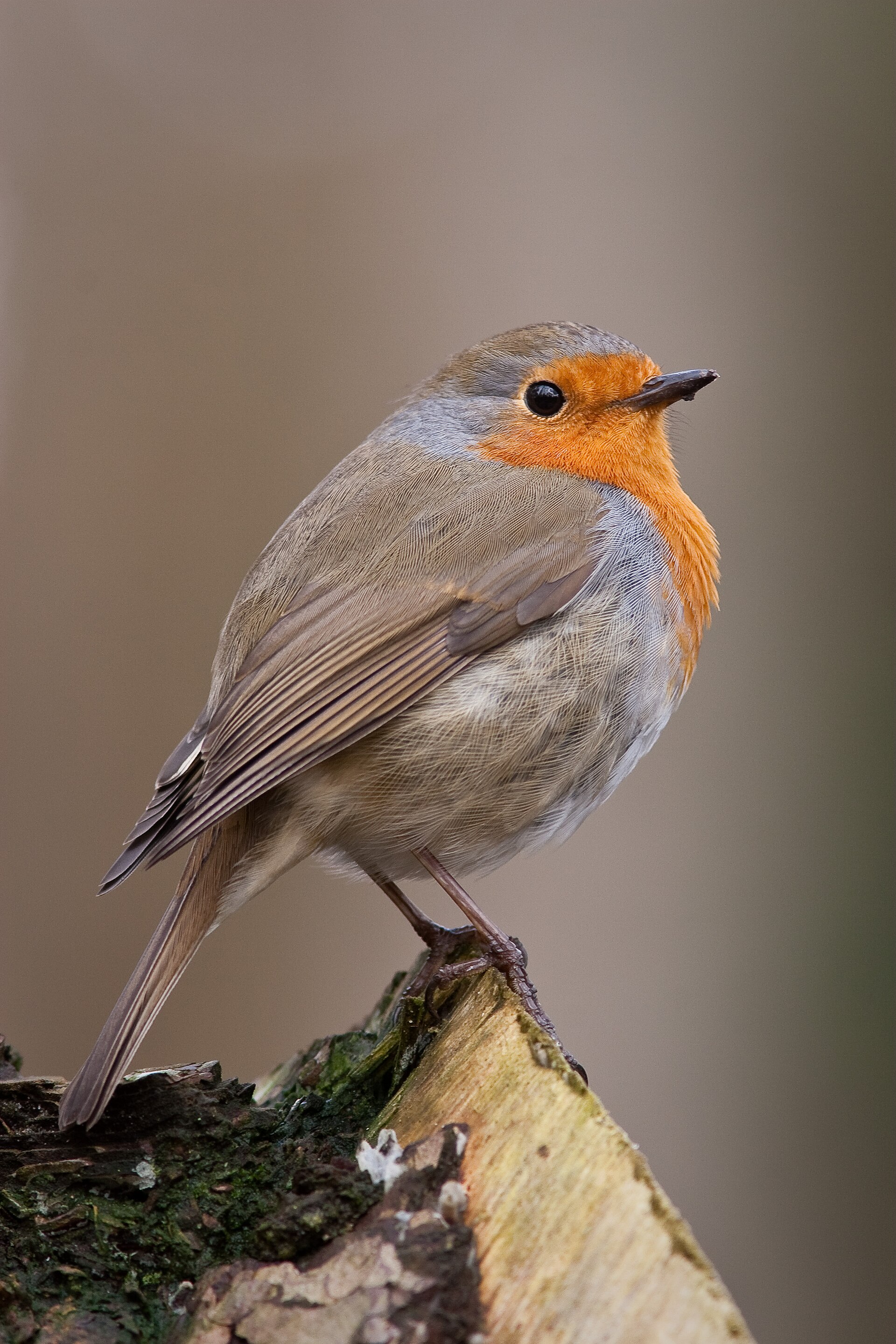 Roodborst (Erithacus rubecula).