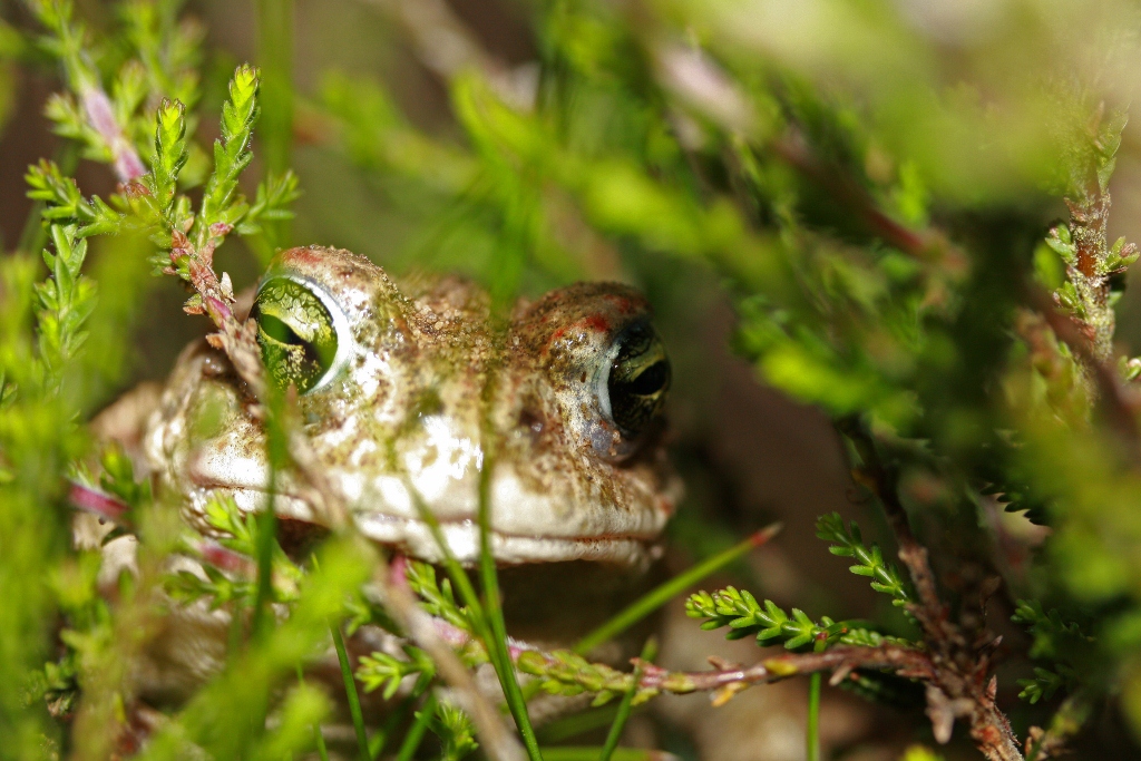 Rugstreeppad (Epidalea calamita).
