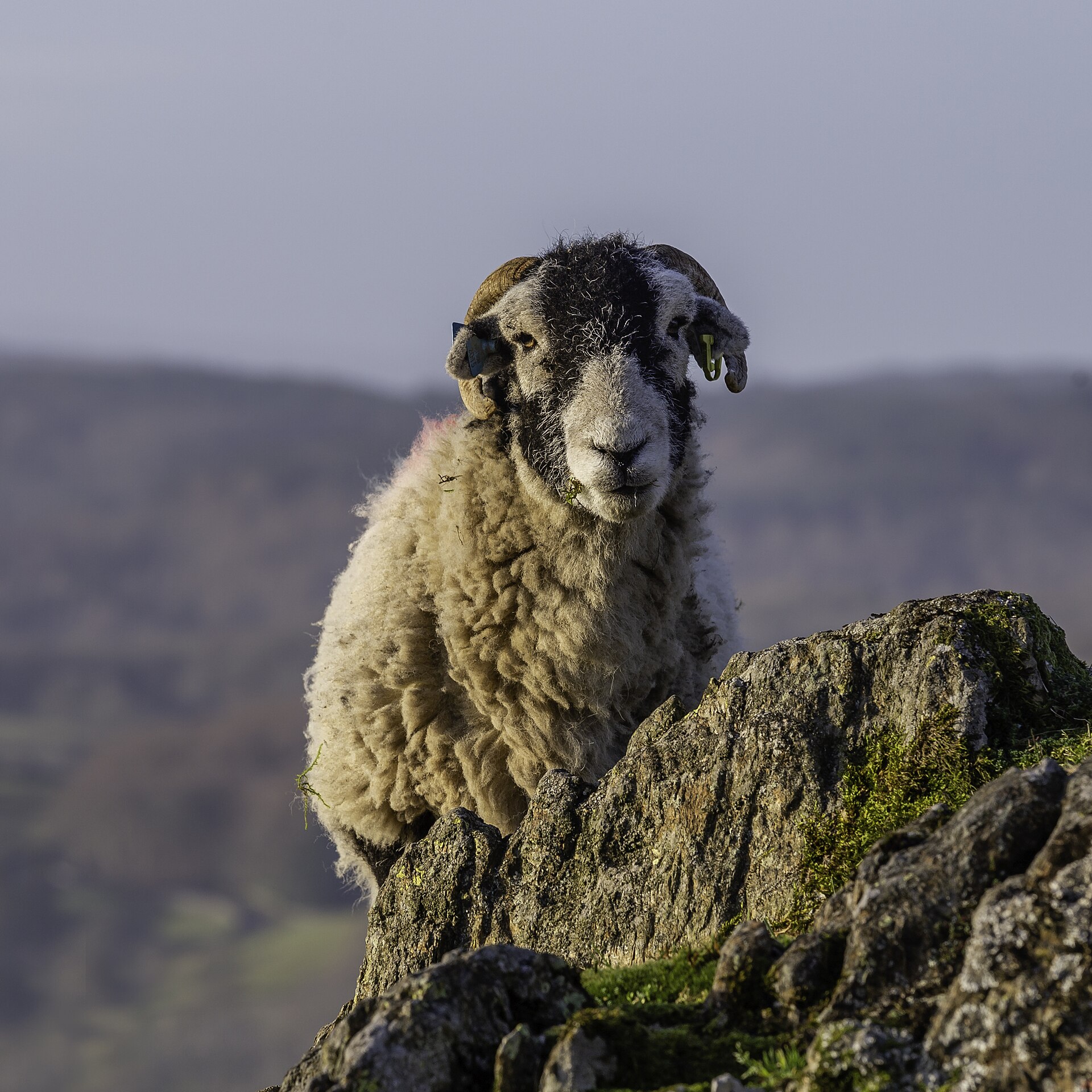 Schaap in de omgeving van de foto (Ovis aries).