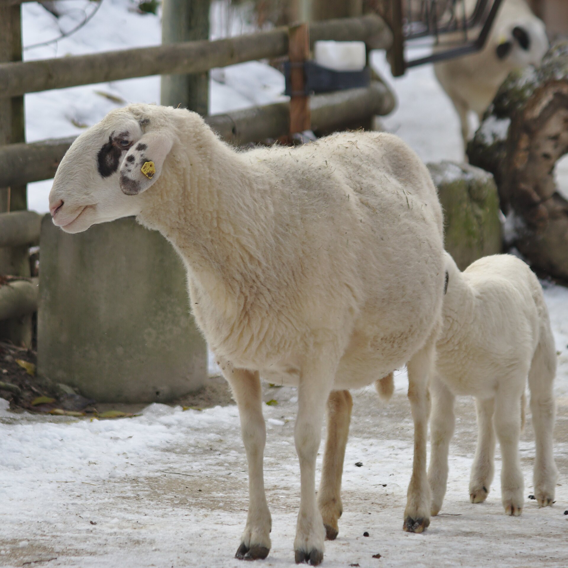 Schaap (Ovis aries).
