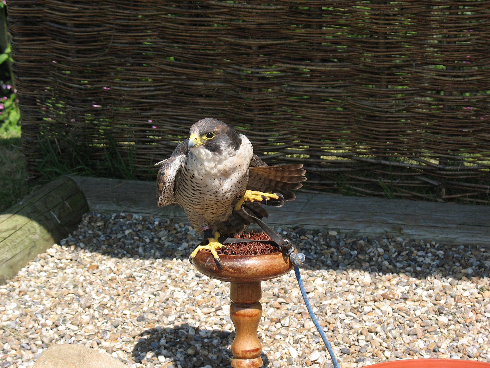 Slechtvalk in de omgeving van de foto (Falco peregrinus).