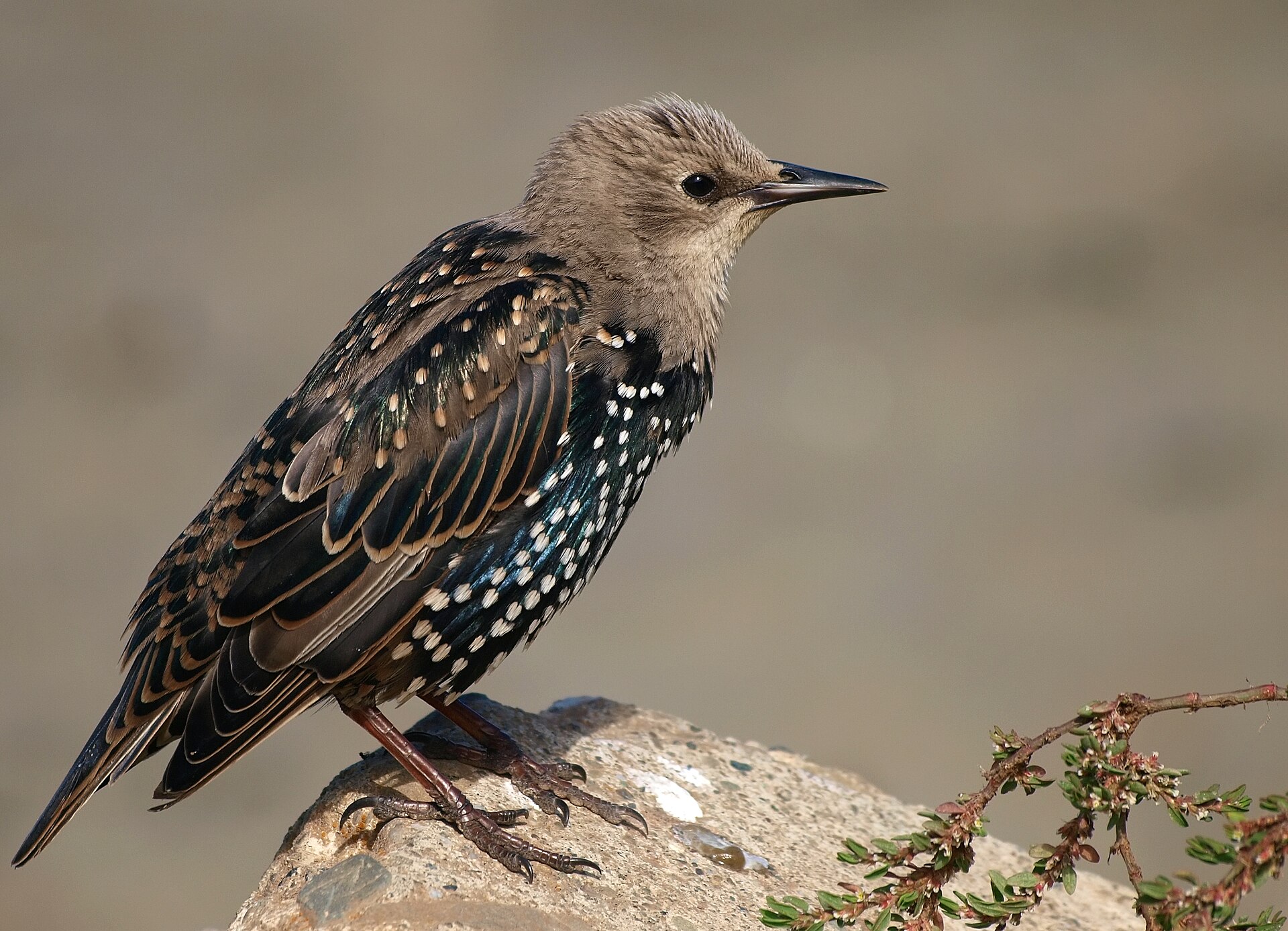 Spreeuw (Sturnus vulgaris).