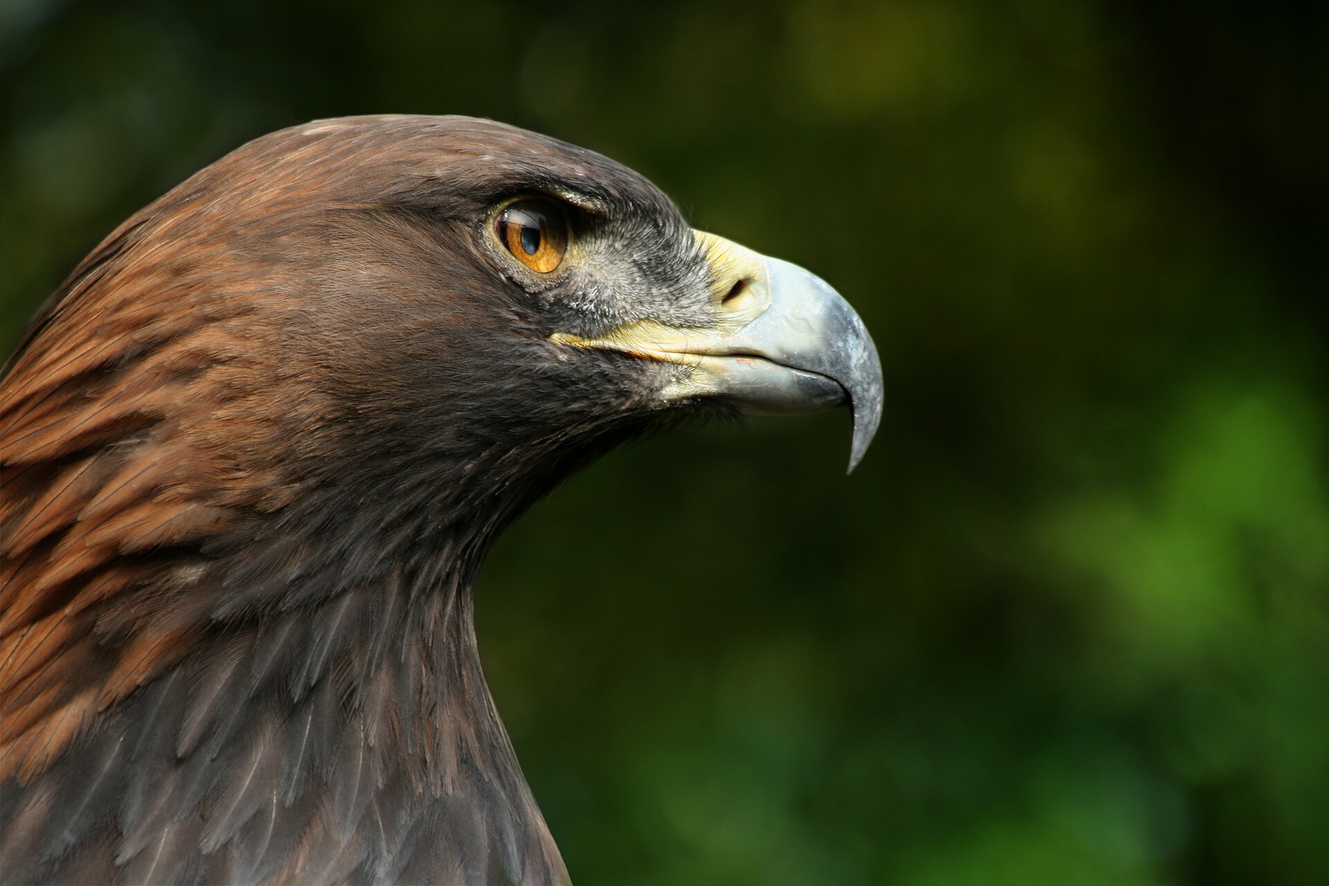 Steenarend in de omgeving van de foto (Aquila chrysaetos).
