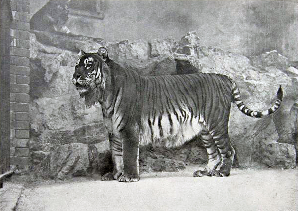 Tijger in de omgeving van de foto (Panthera tigris).