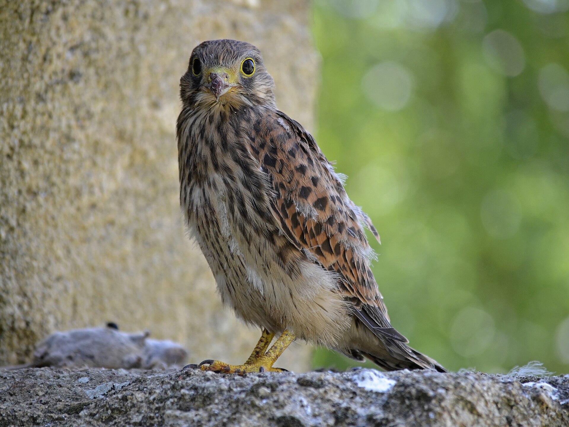 Torenvalk in de omgeving van de foto (Falco tinnunculus).