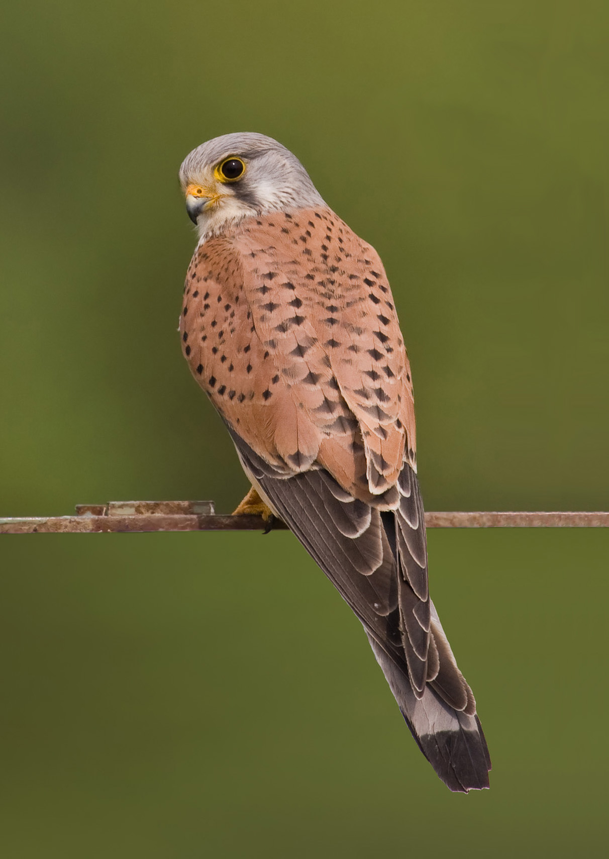 Torenvalk (Falco tinnunculus).