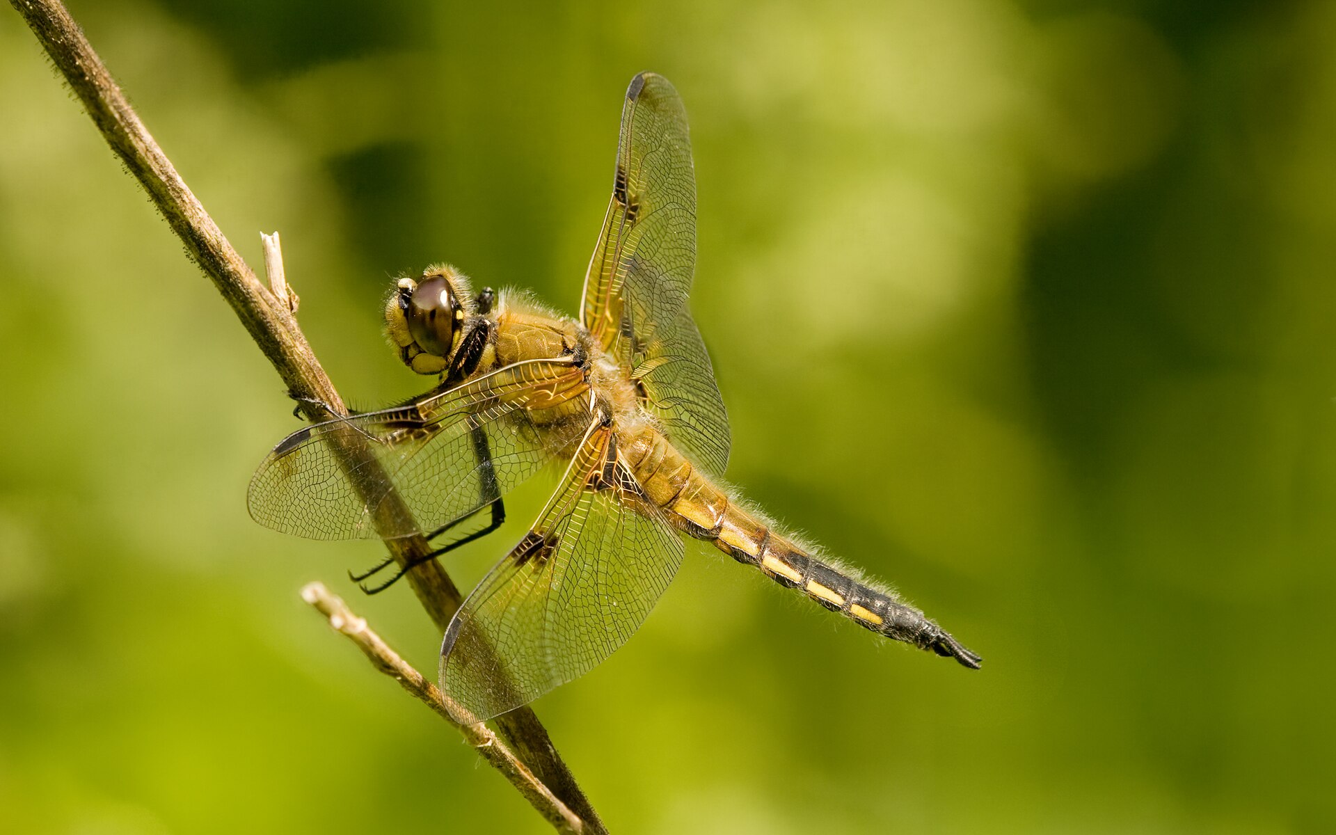 Viervlek in de omgeving van de foto (Libellula quadrimaculata).