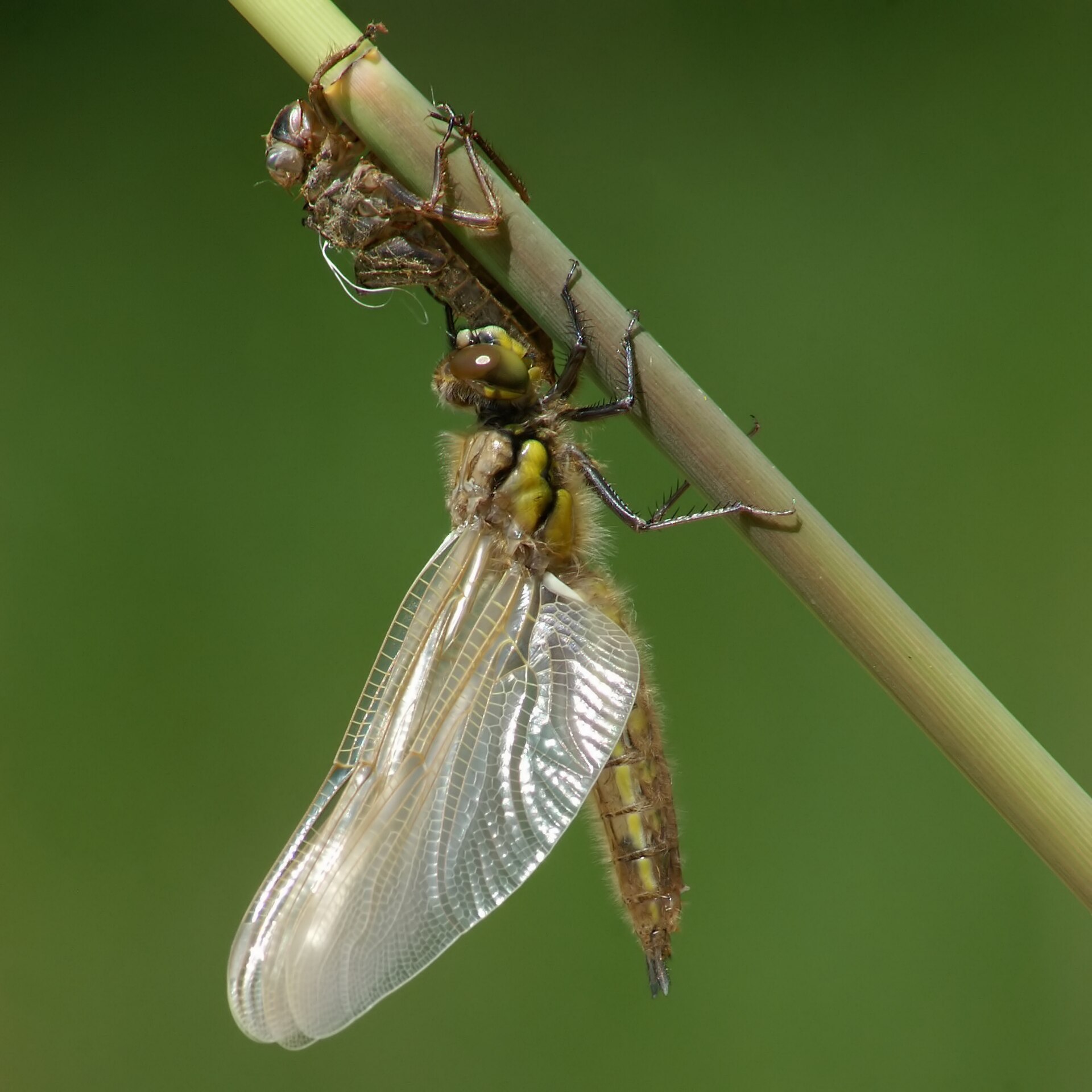 Viervlek (Libellula quadrimaculata).