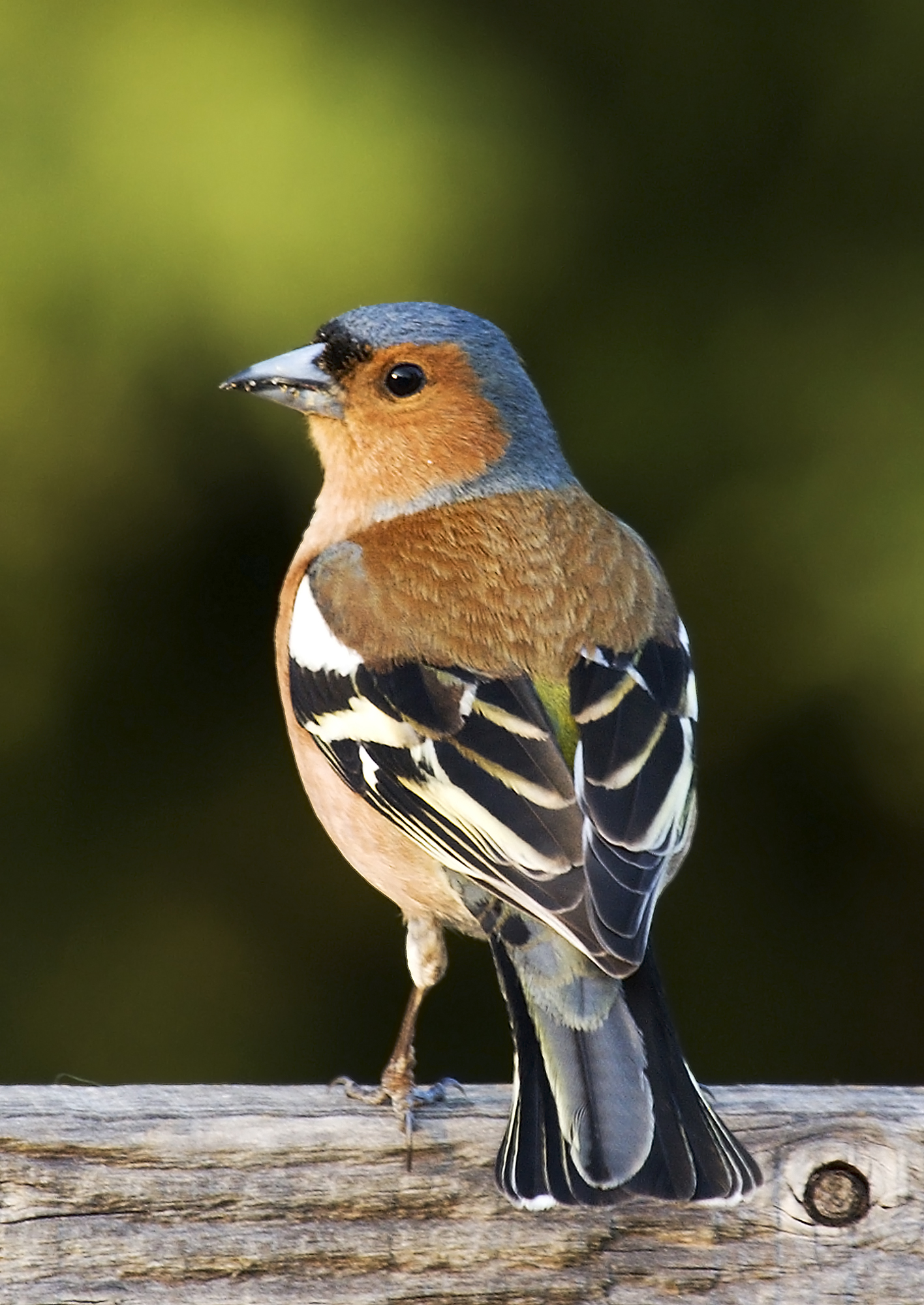 Vink (Fringilla coelebs).