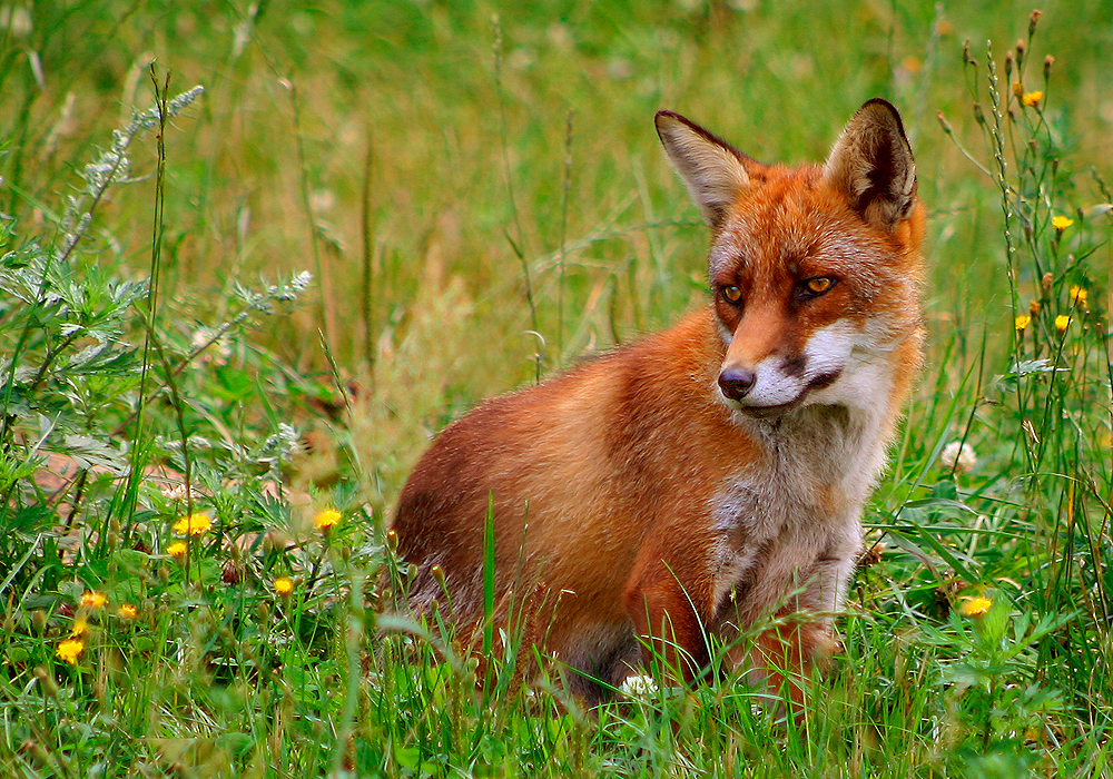 Vos in de omgeving van de foto (Vulpes vulpes).