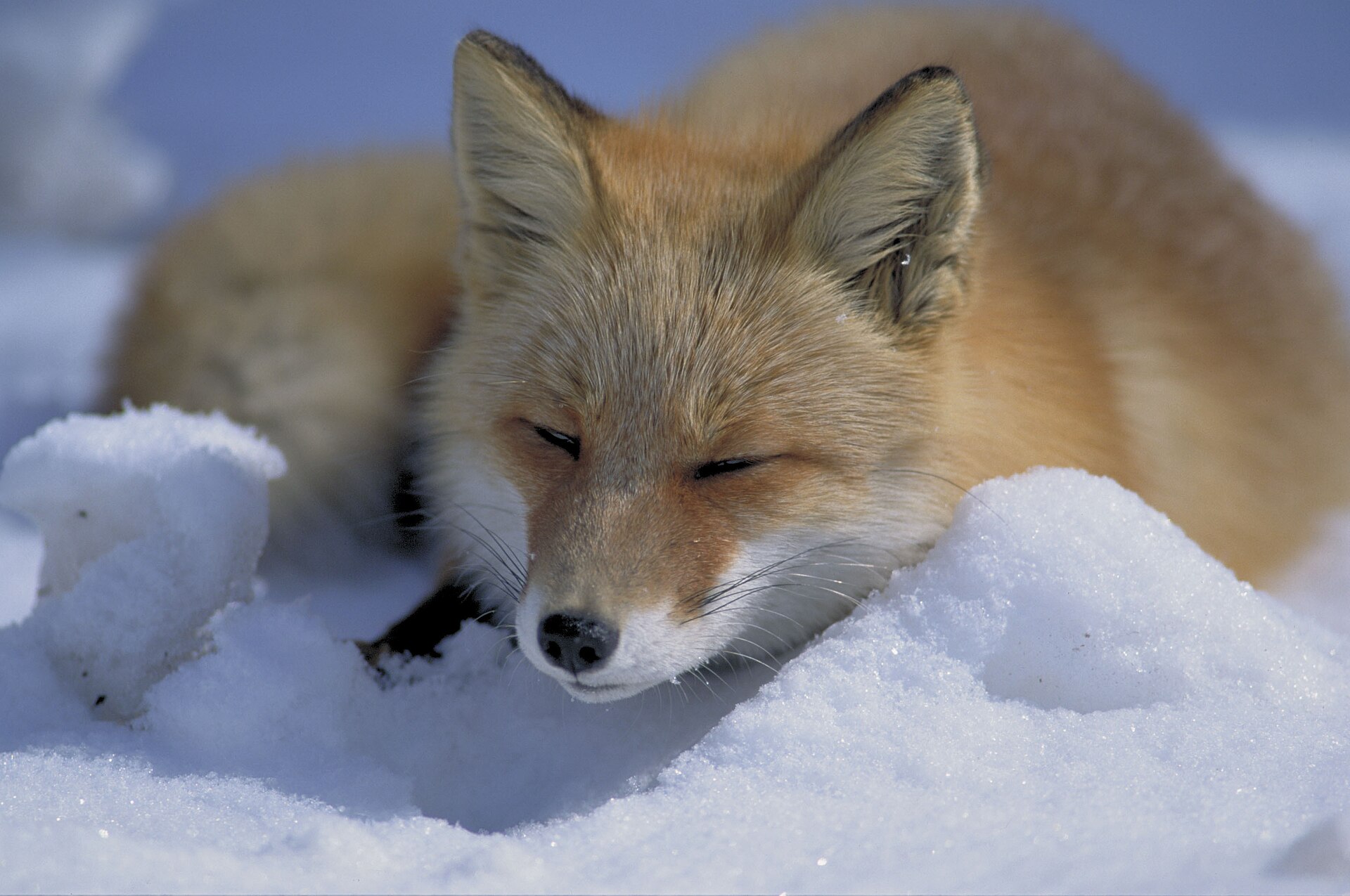 Vos (Vulpes vulpes).