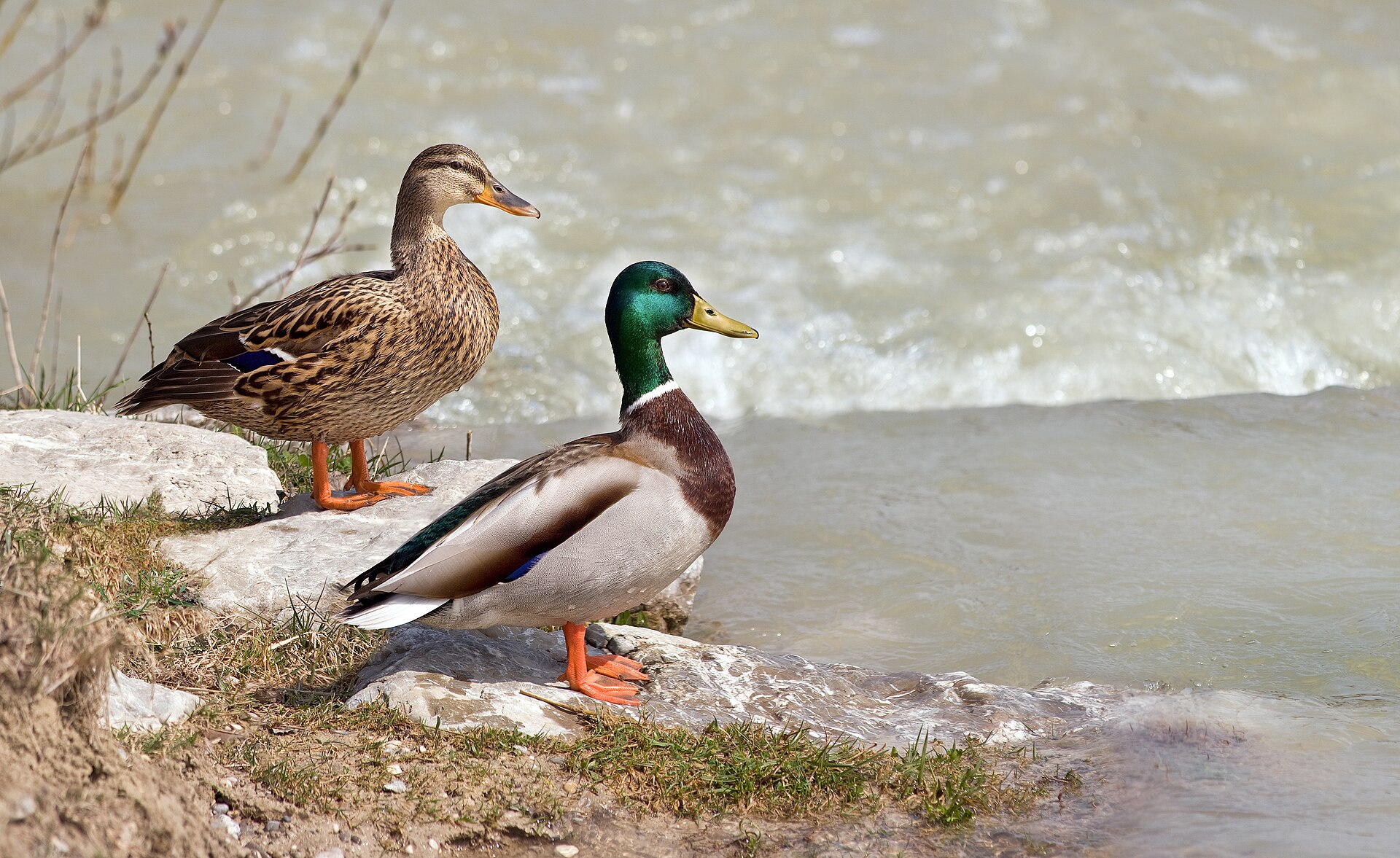 Wilde eend (Anas platyrhynchos).