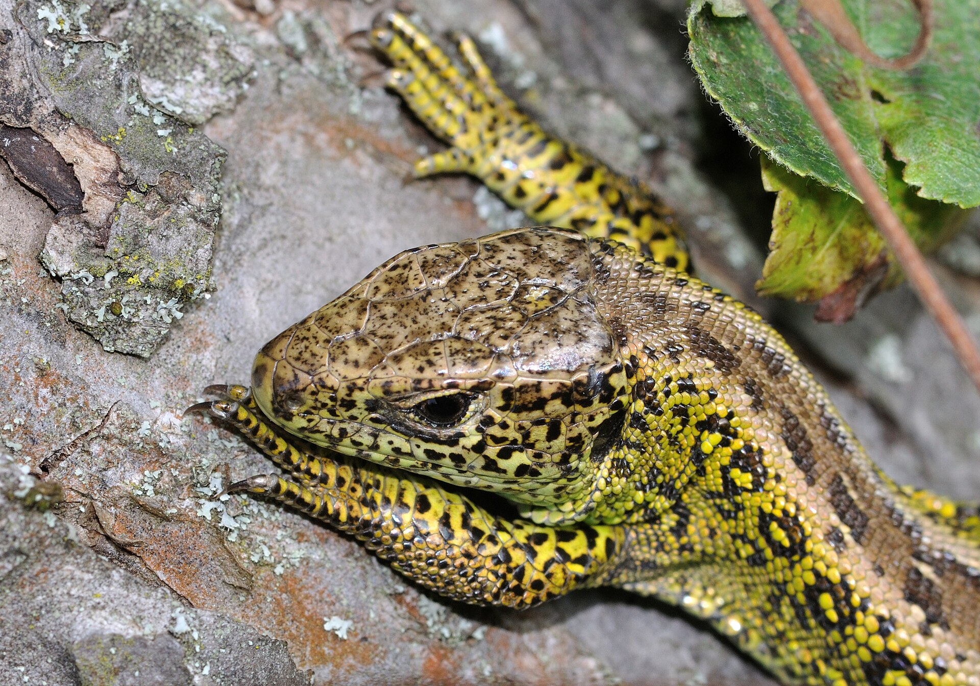Zandhagedis in de omgeving van de foto (Lacerta agilis).