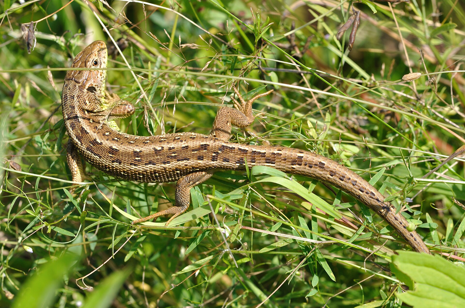 Zandhagedis (Lacerta agilis).