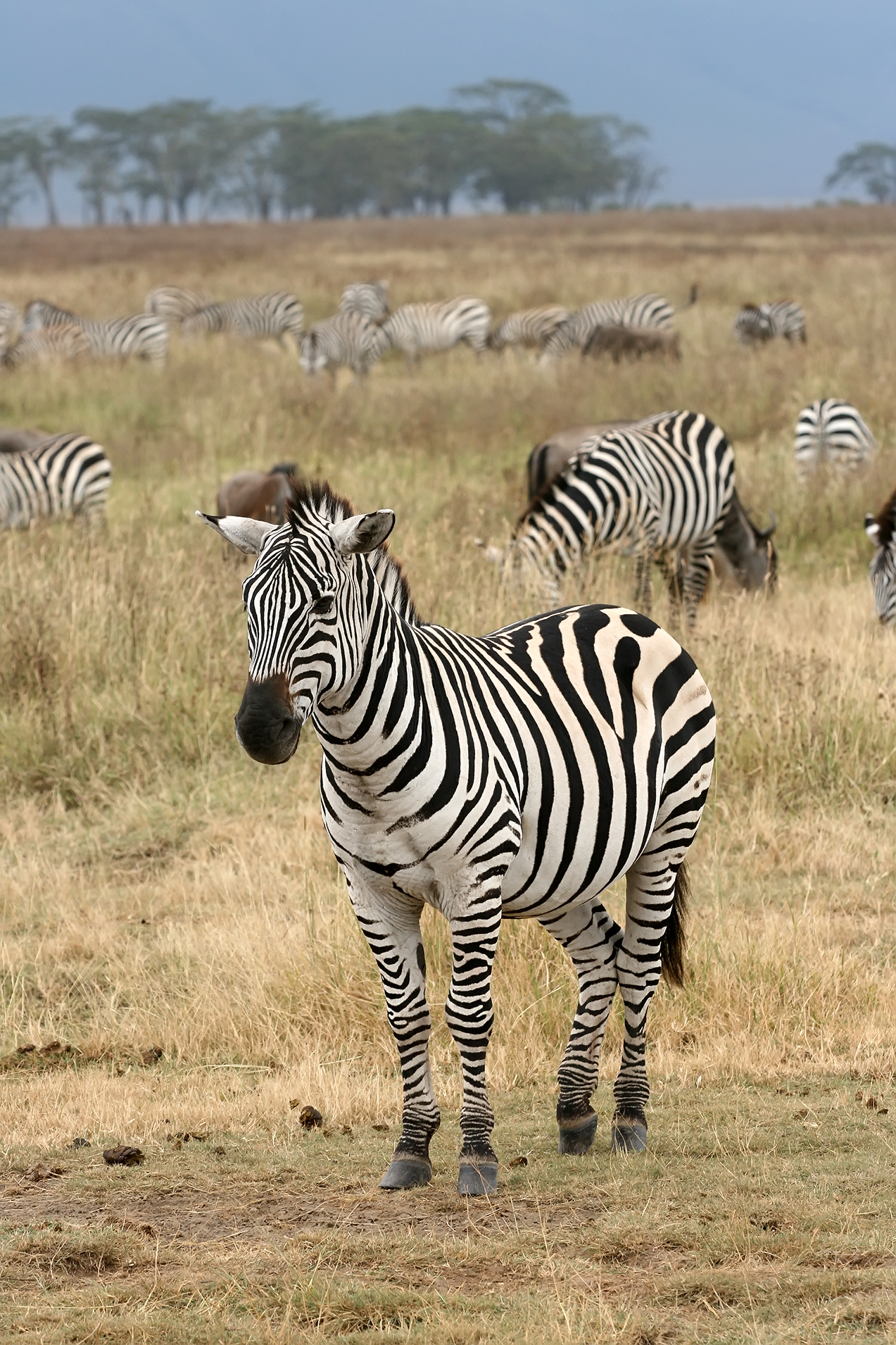 Steppezebra in de omgeving van de foto (Equus quagga).