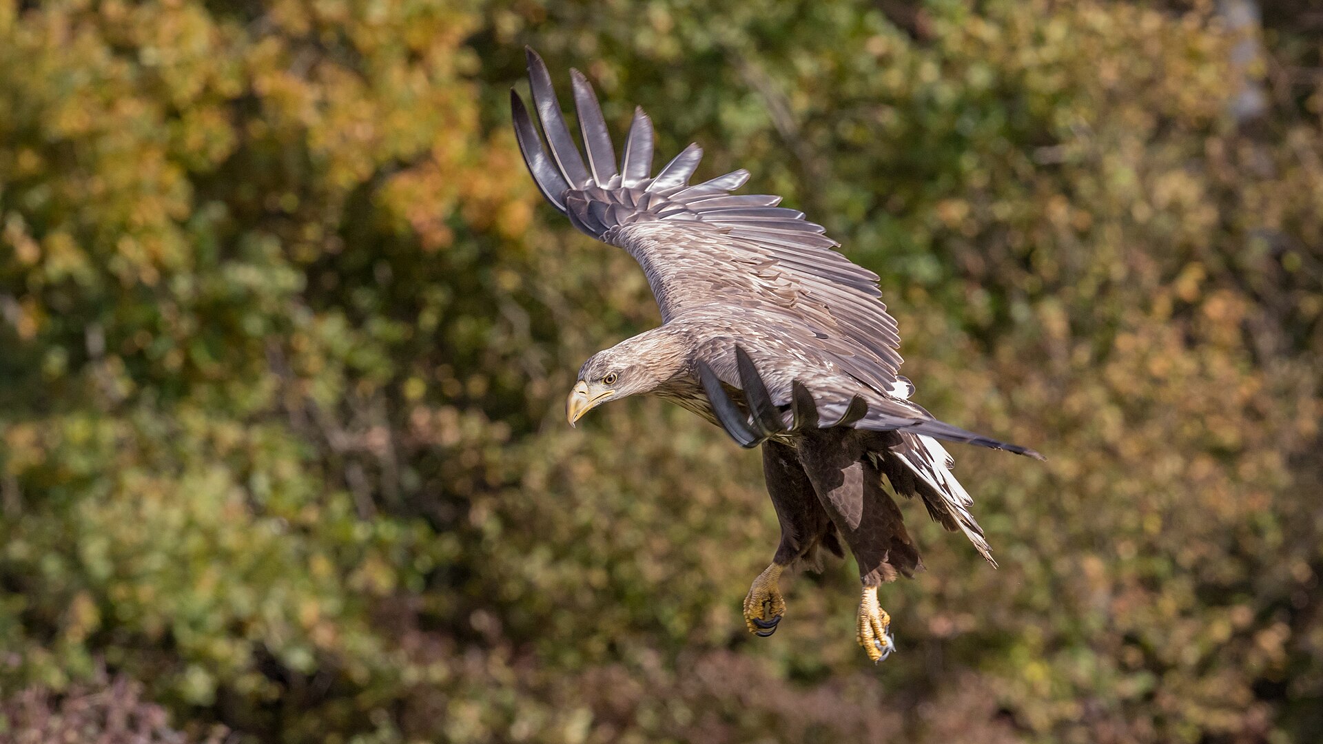 Zeearend in de omgeving van de foto (Haliaeetus albicilla).